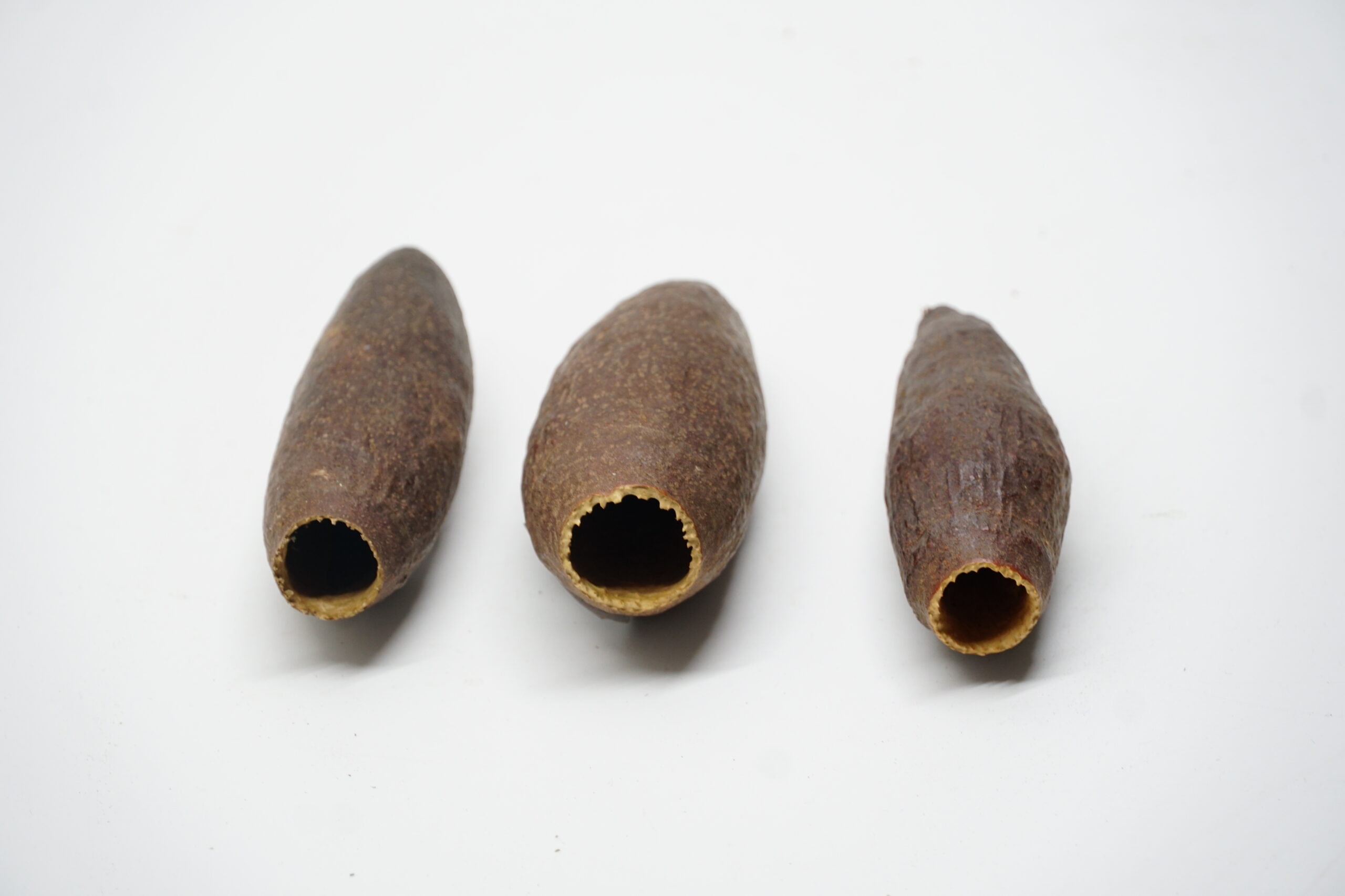Jecetiba Hornkapsel ca. 7cm – Bild 2