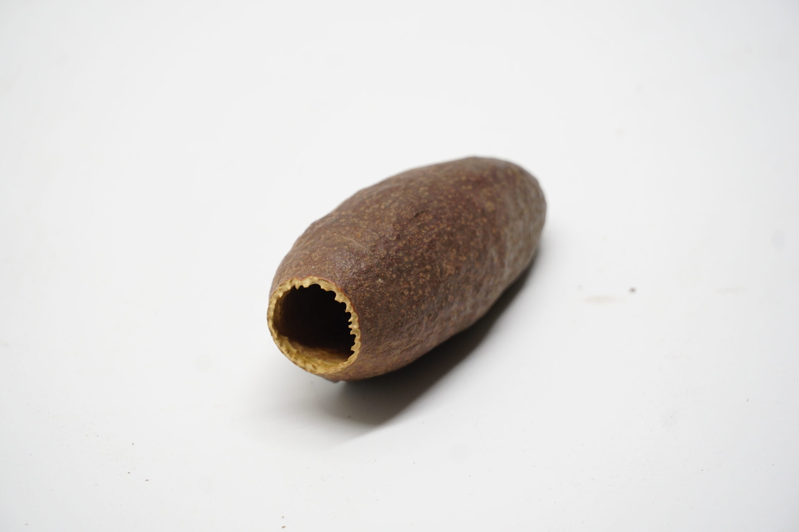 Jecetiba Hornkapsel ca. 7cm