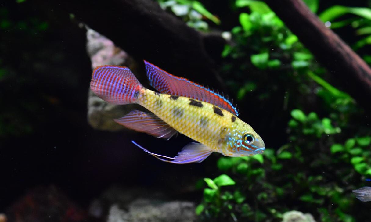 Dicrossus Maculatus - Schachbrettcichlide