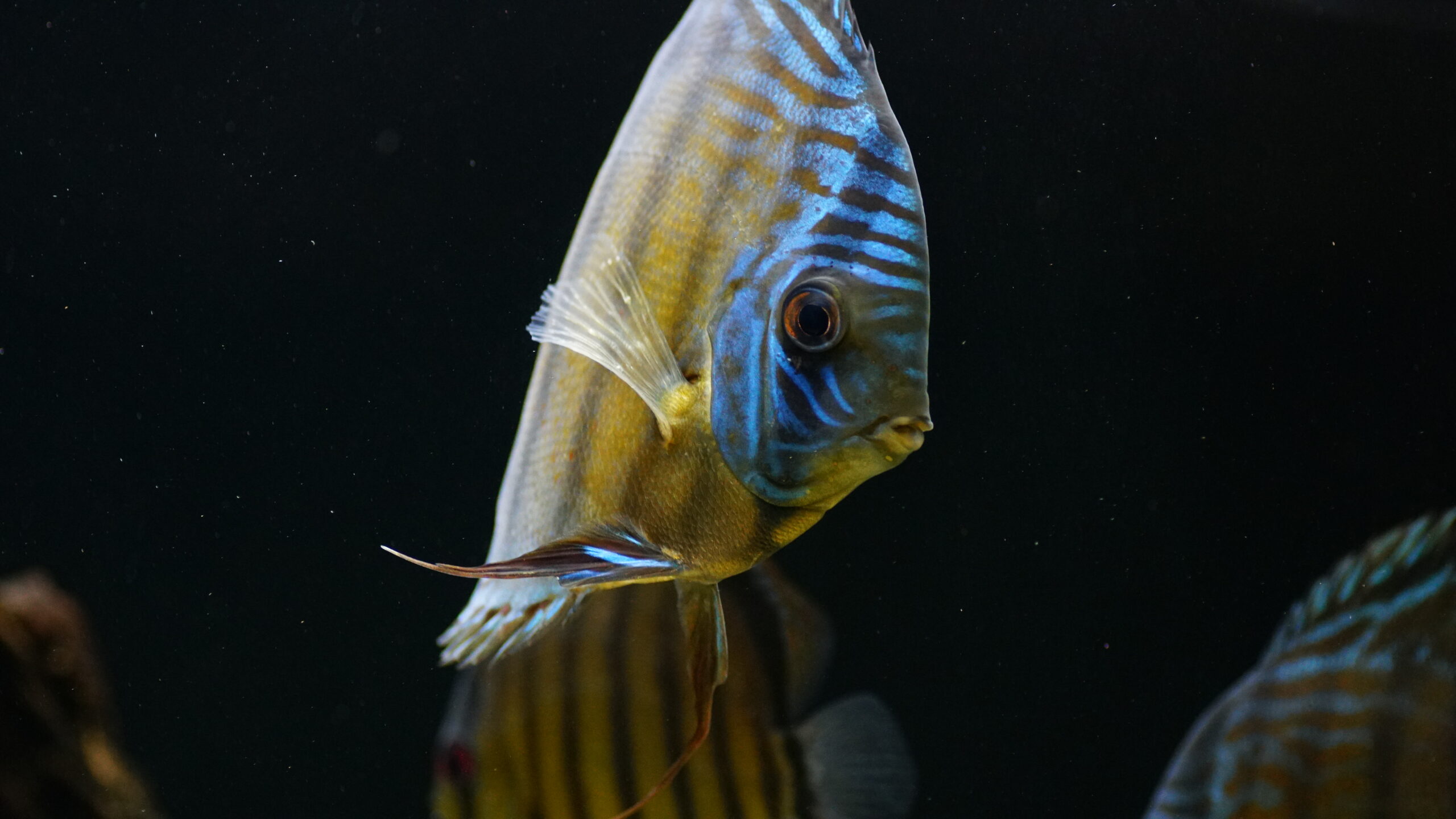 Symphysodon aequifasciatus - green Tefe Diskus XL 12-14cm – Bild 3