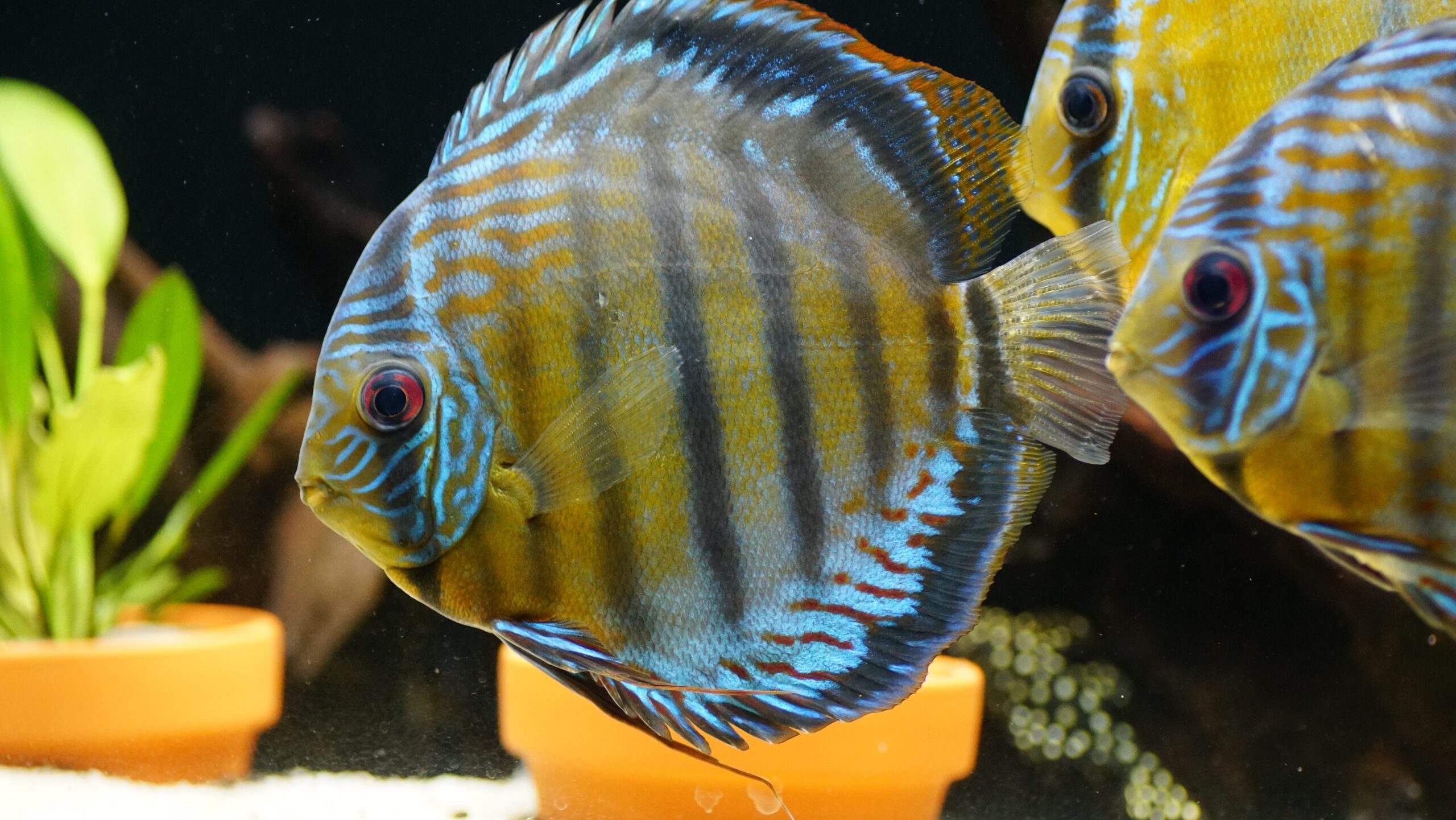 Symphysodon aequifasciatus - green Tefe Diskus XL 12-14cm – Bild 4
