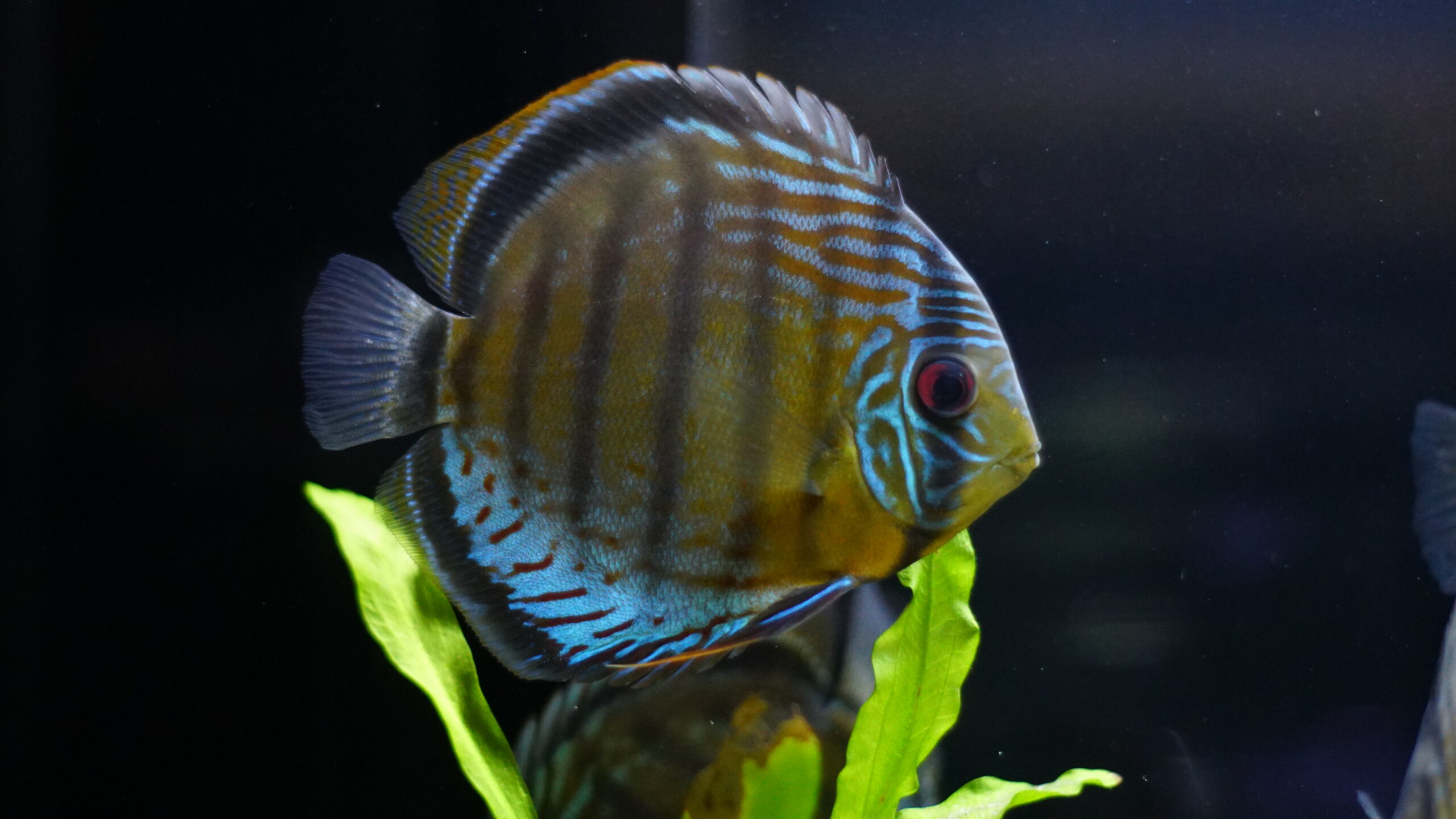 Symphysodon aequifasciatus - green Tefe Diskus XL 12-14cm – Bild 5