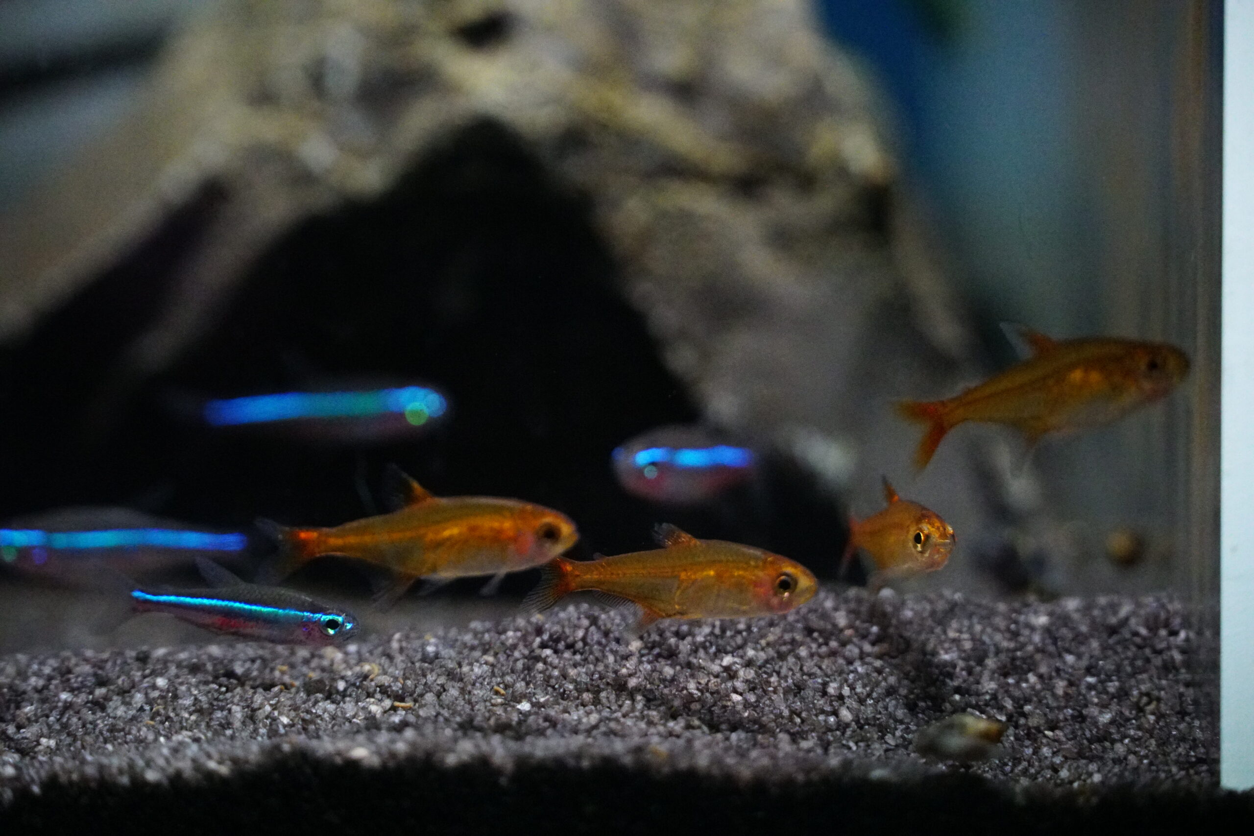 Hyphessobrycon Amandae - Funkensalmler – Bild 2