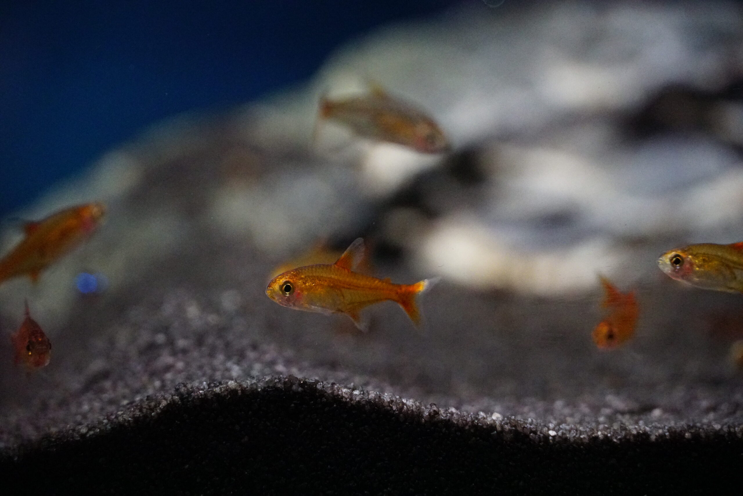 Hyphessobrycon Amandae - Funkensalmler
