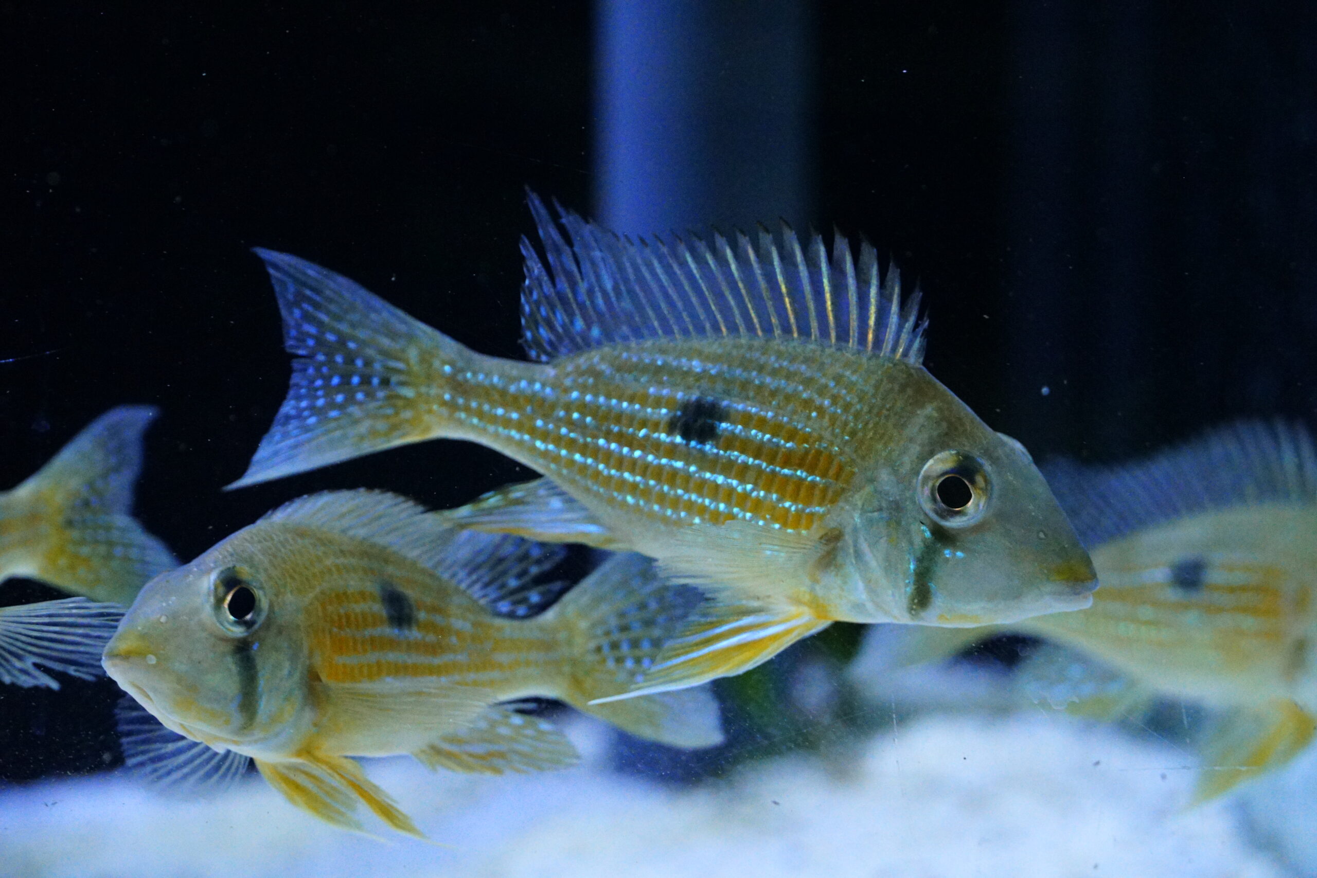 Geophagus taeniopareius - gelber Wangenstricherdfresser – Bild 2