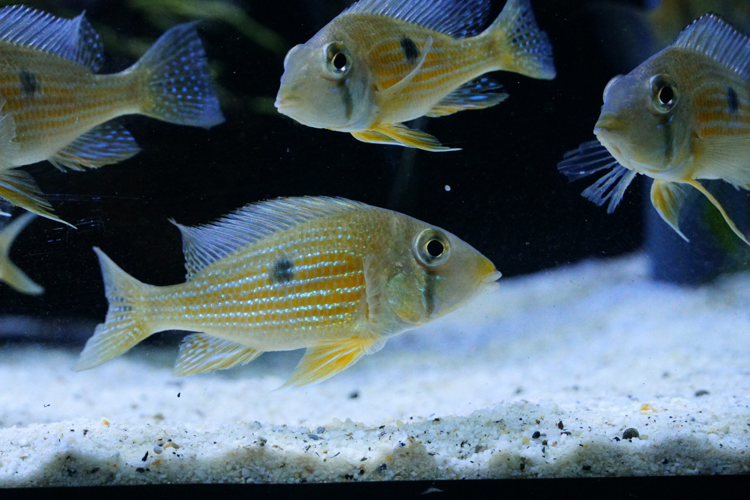 Geophagus taeniopareius - gelber Wangenstricherdfresser – Bild 3