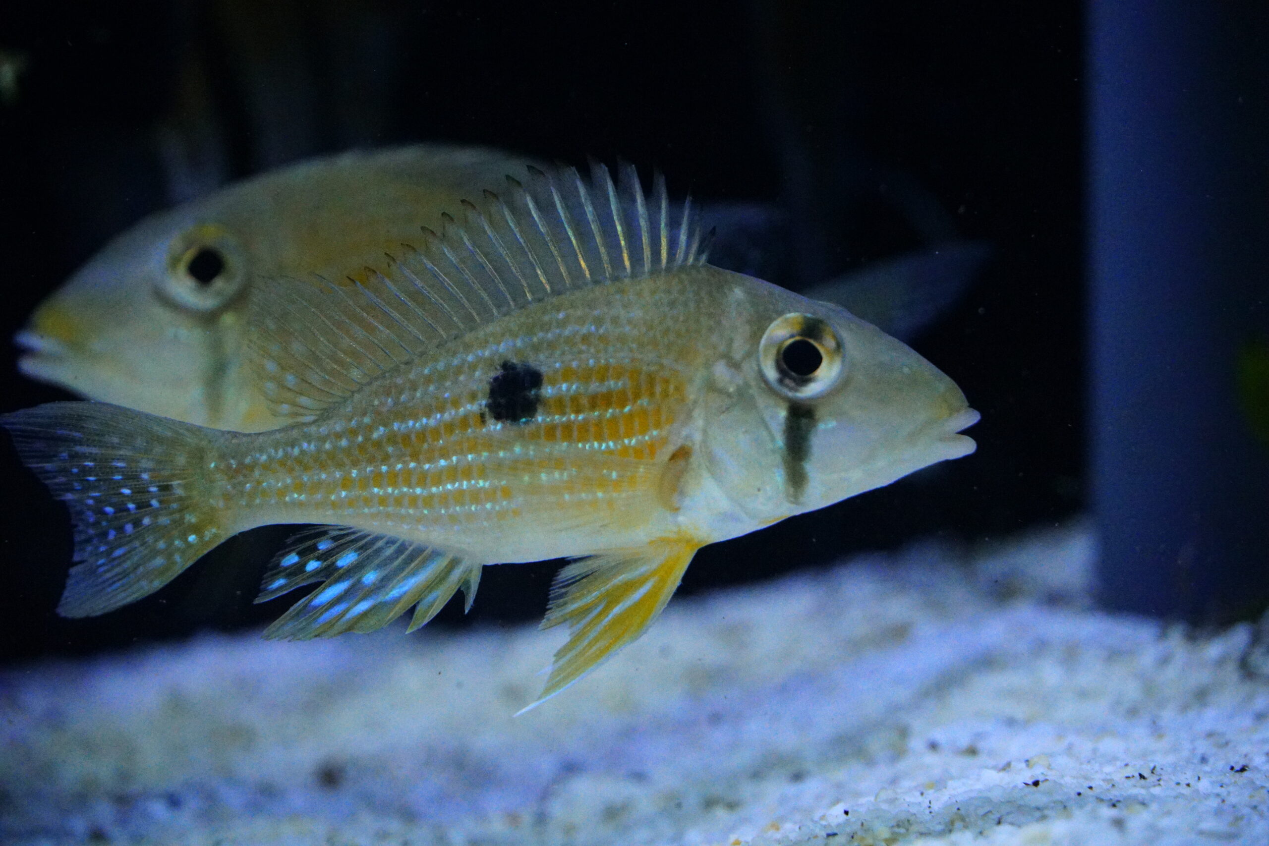 Geophagus taeniopareius - gelber Wangenstricherdfresser – Bild 4
