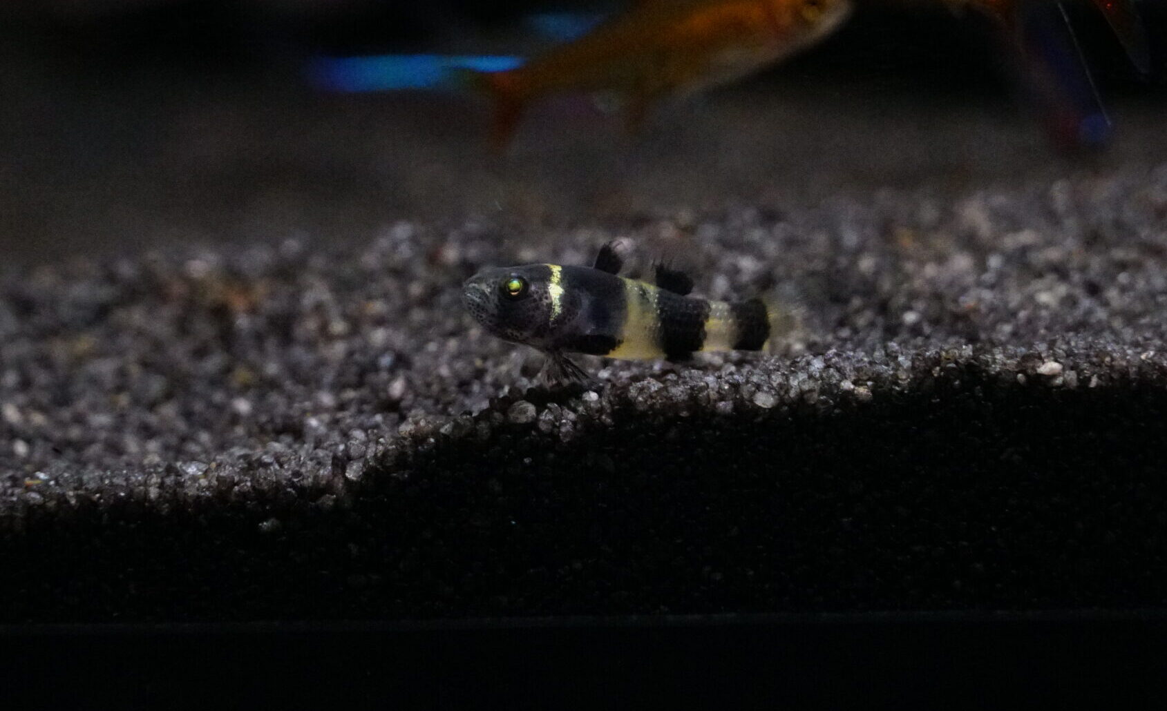 Brachygobius Doriae - Goldringelgrundel