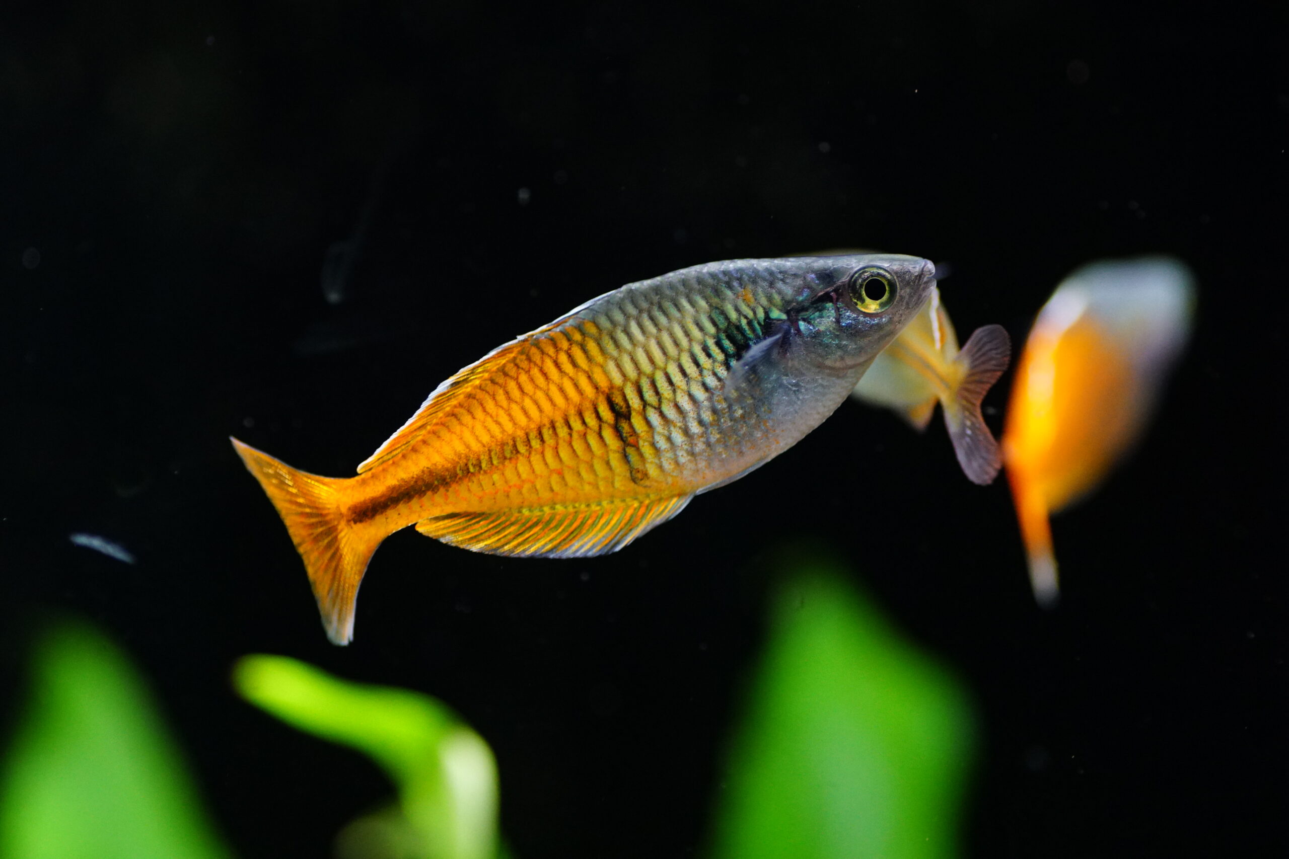 Melanotaenia Boesemani - Harlekin Regenbogenfisch