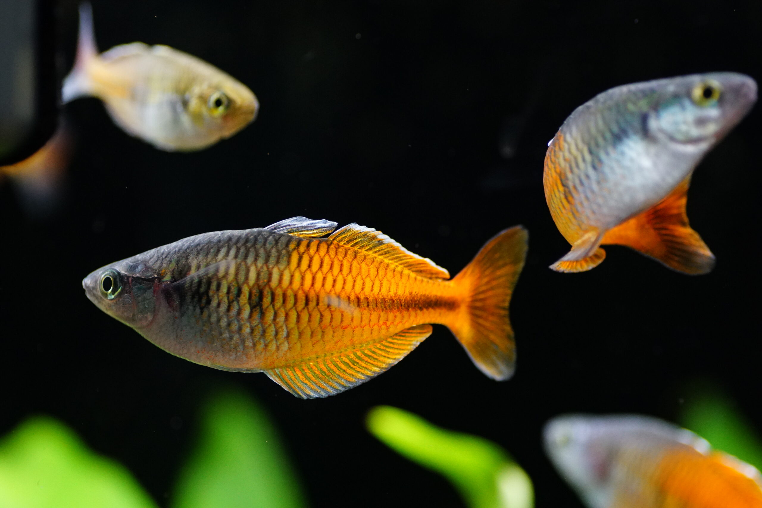 Melanotaenia Boesemani - Harlekin Regenbogenfisch – Bild 2
