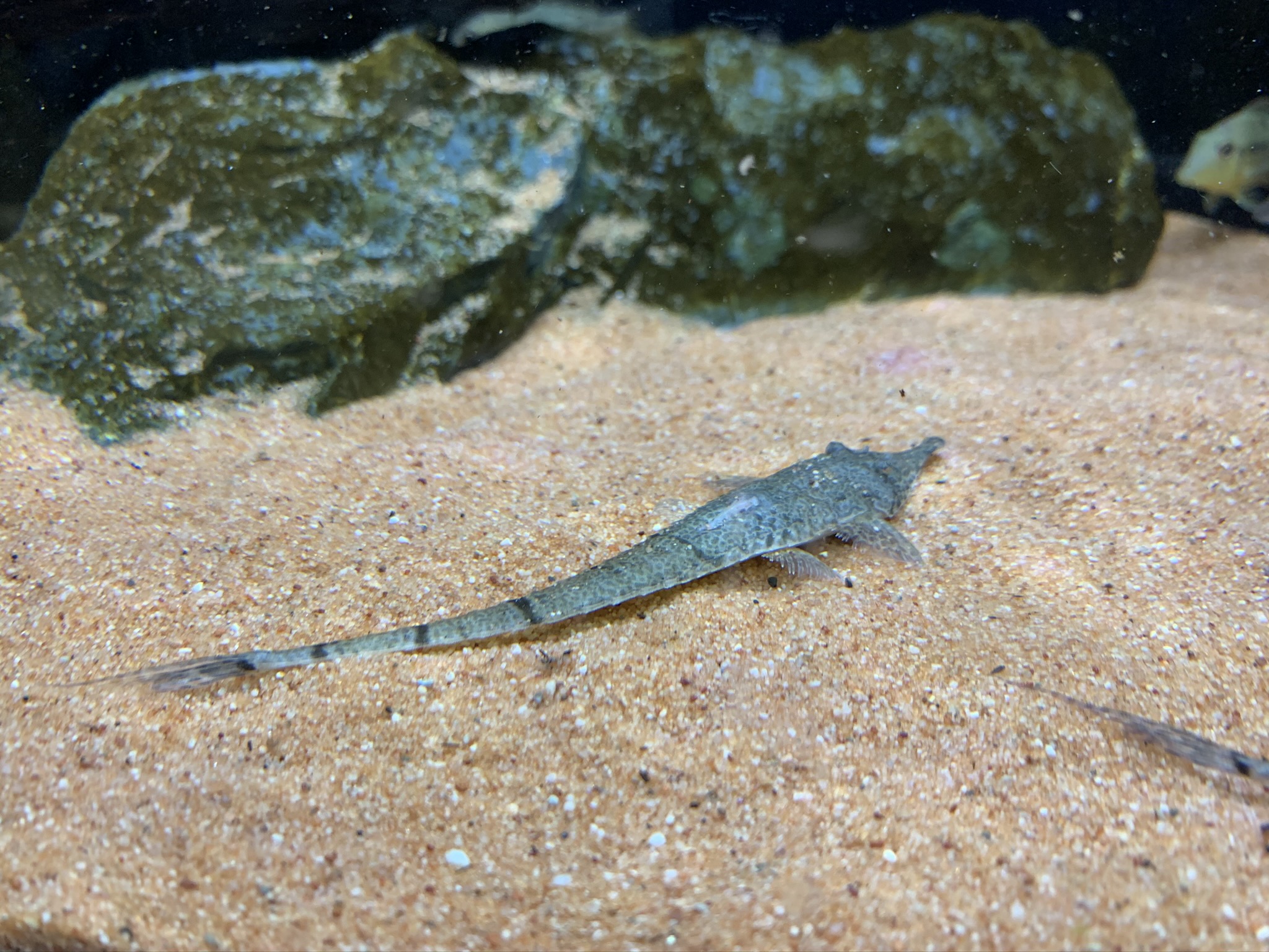 Hemiodontichthys Acipenserinus - Nasenharnischwels 13-15cm – Bild 2