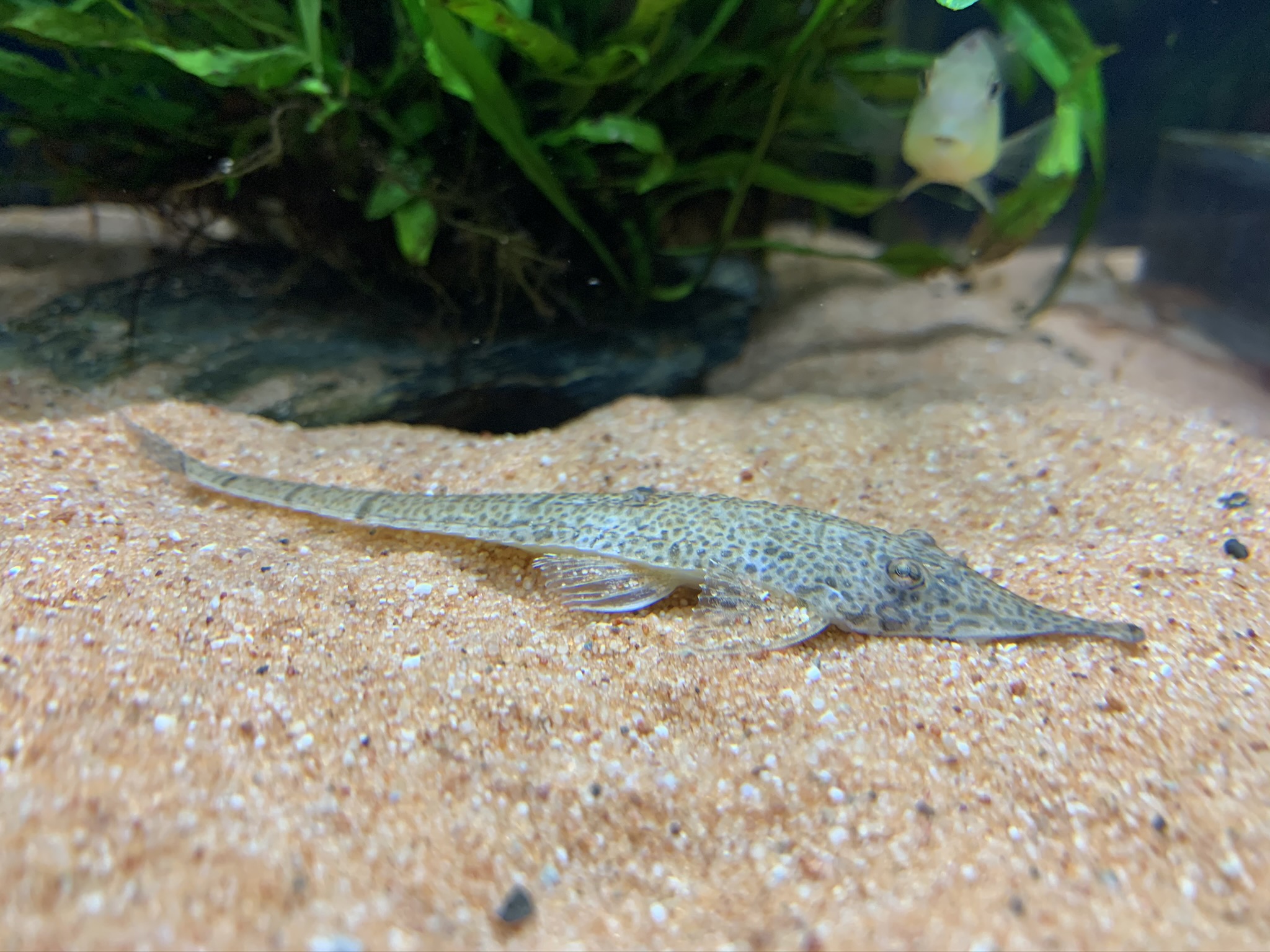 Hemiodontichthys Acipenserinus - Nasenharnischwels 13-15cm