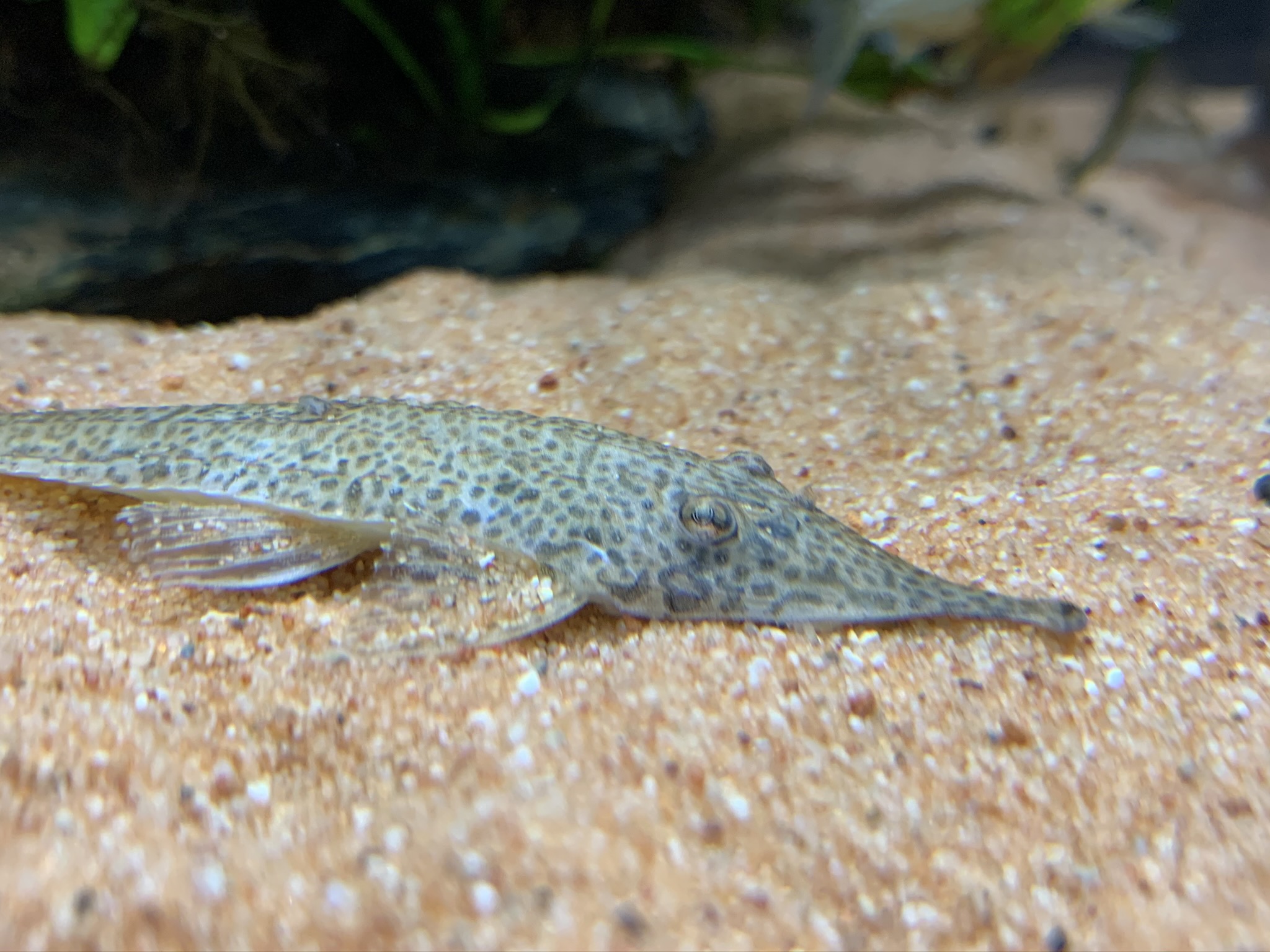 Hemiodontichthys Acipenserinus - Nasenharnischwels 13-15cm – Bild 3