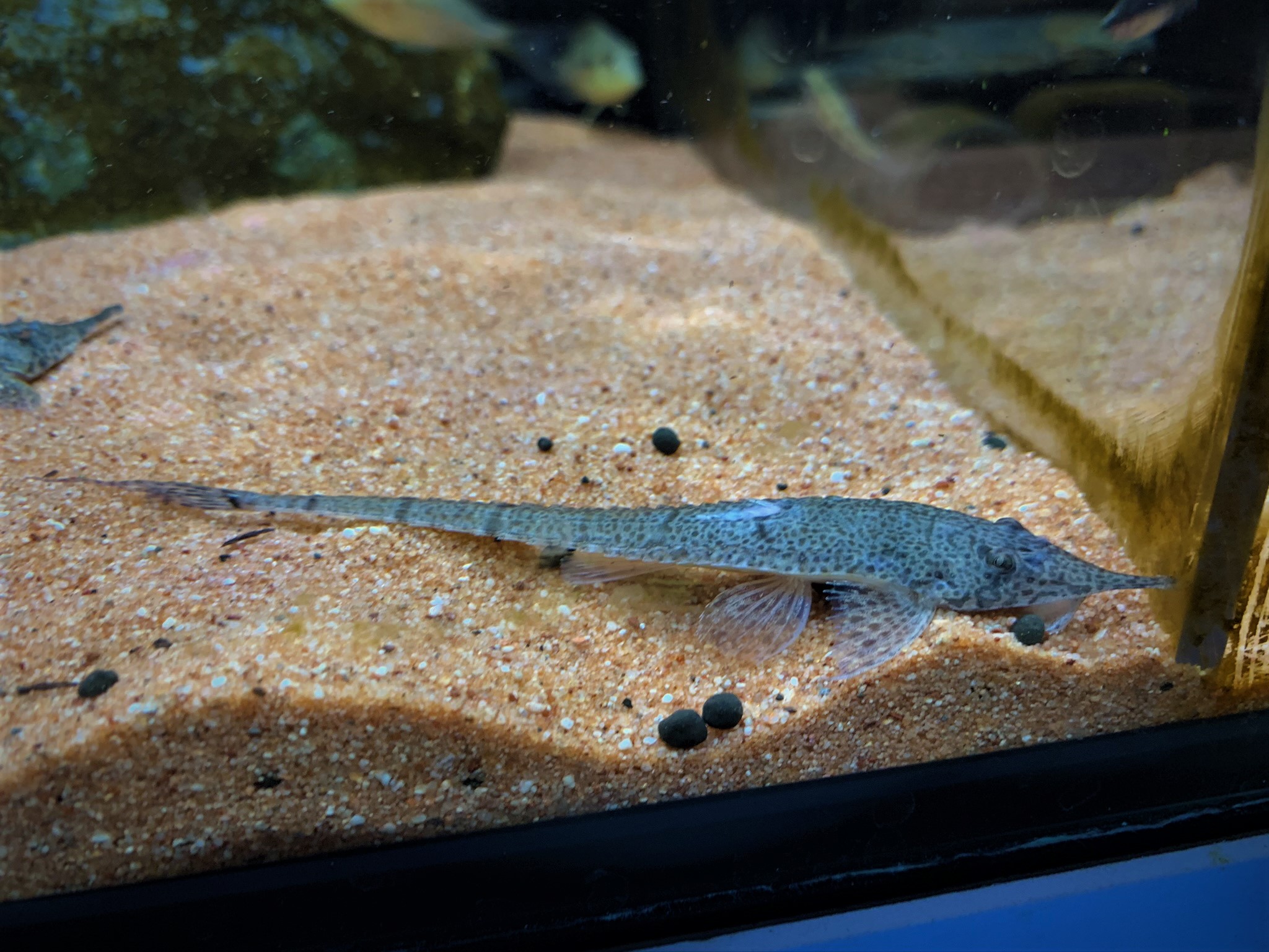 Hemiodontichthys Acipenserinus - Nasenharnischwels 13-15cm – Bild 4