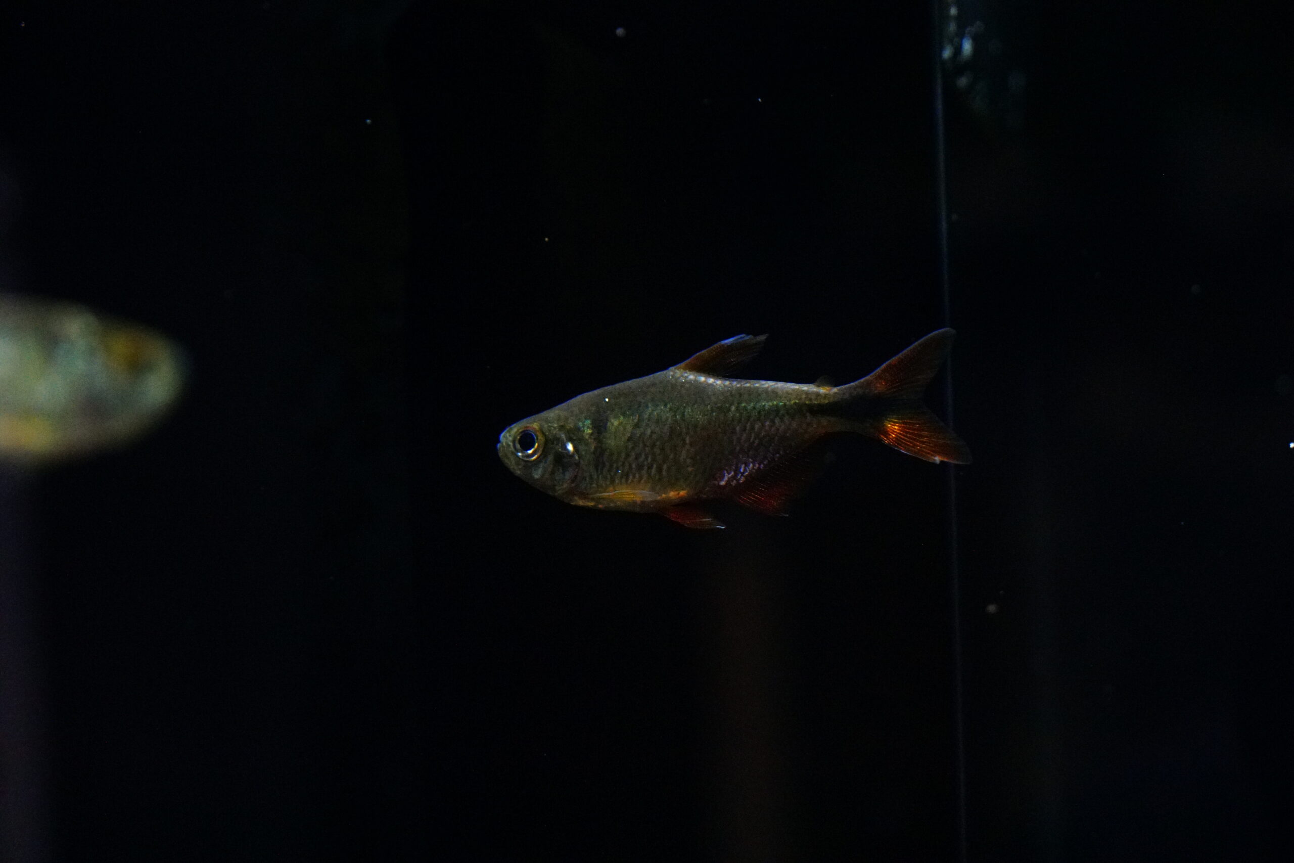 Hyphressobricon caudovittatus - Rautenflecksalmler – Bild 2