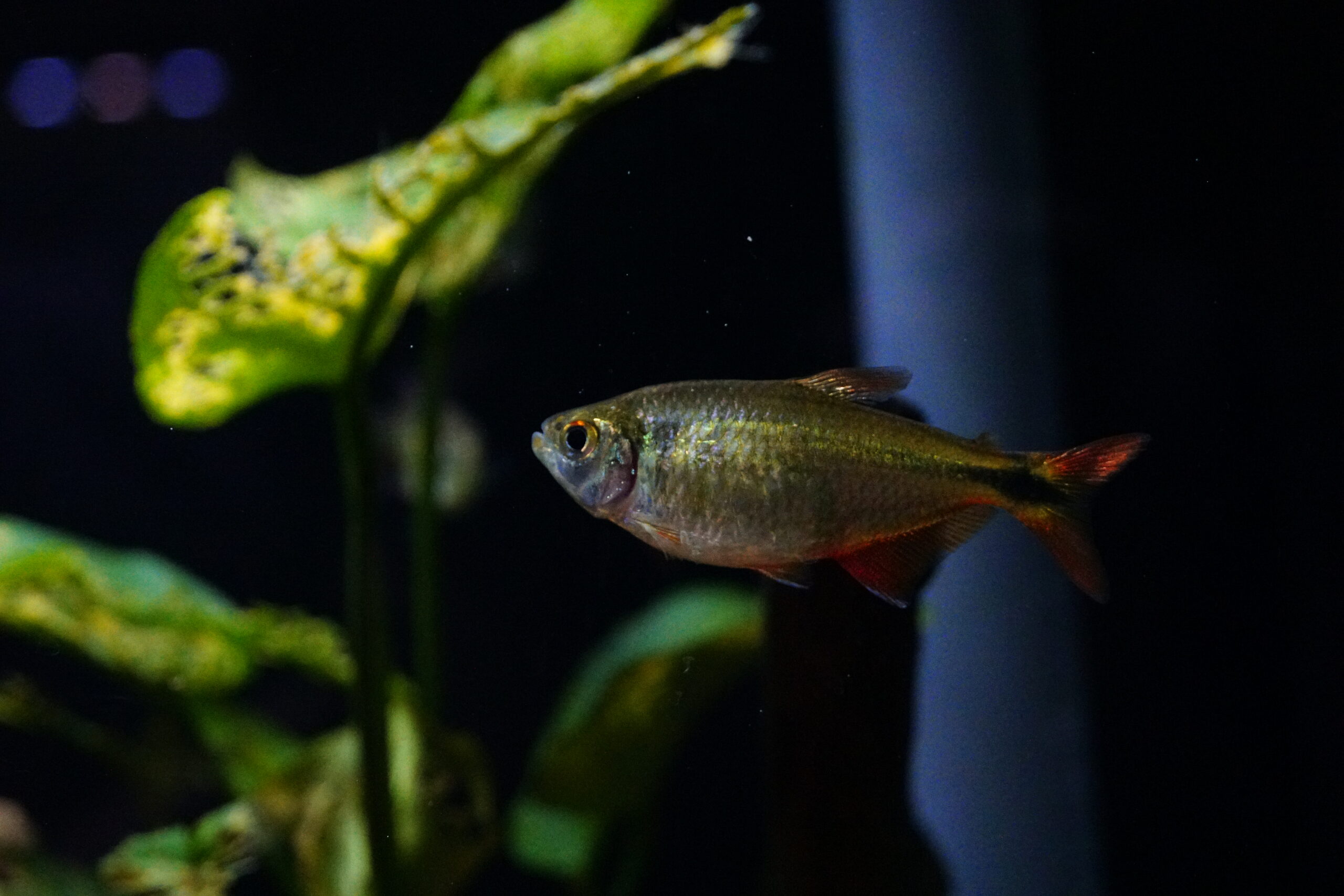Hyphressobricon caudovittatus - Rautenflecksalmler