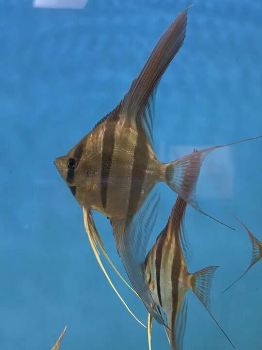 Pterophyllum altum – Hoher Segelflosser / Altum Skalar – Bild 4