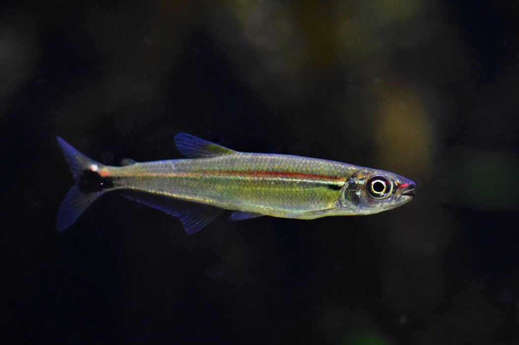 Iguanodectes Adujai - Roststreifen Eidechsensalmler