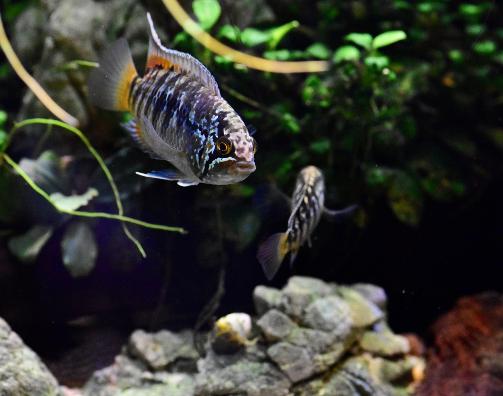Ivanacara adoketa - Zebra Acara "Cuiari" F1 – Bild 3