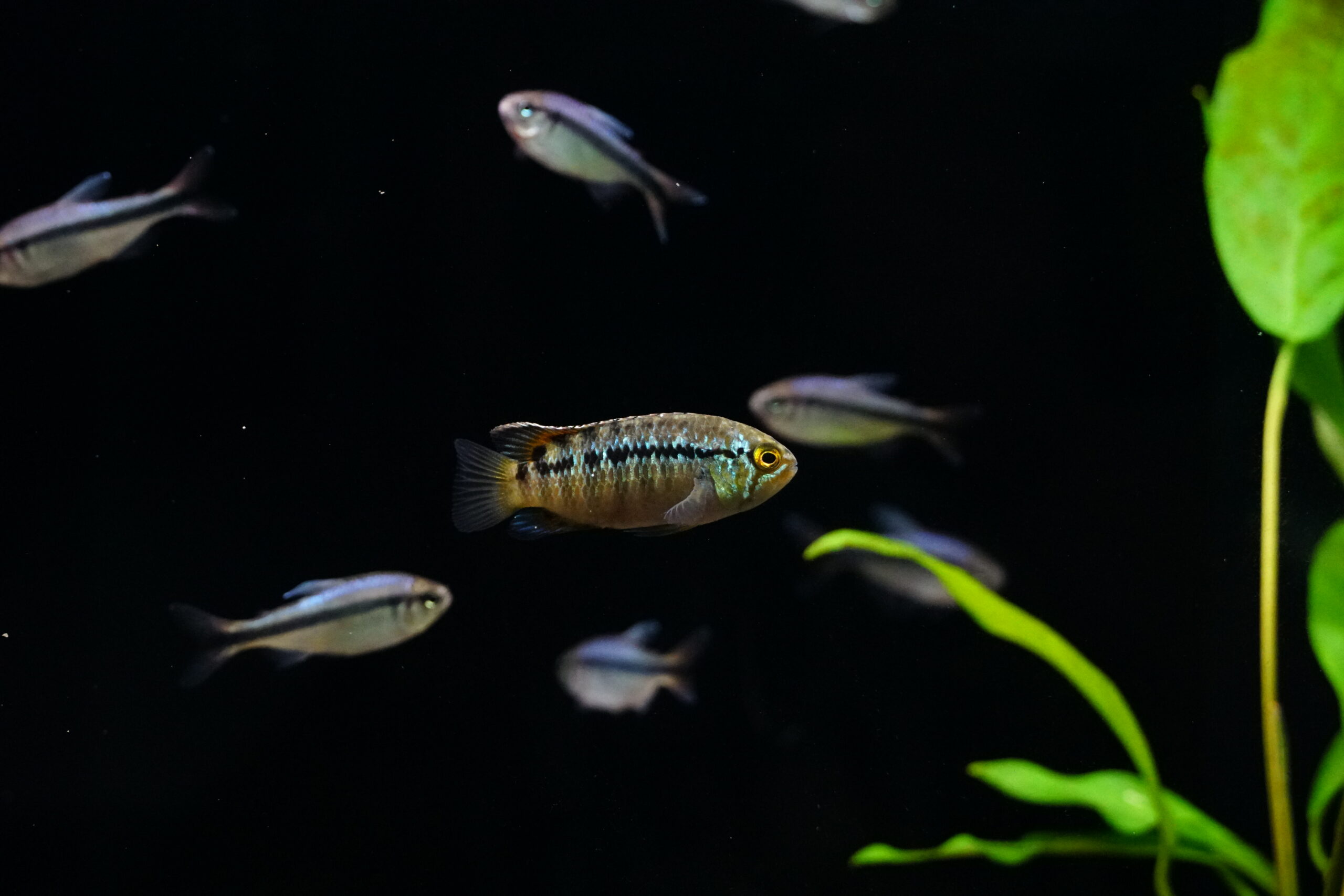 Ivanacara adoketa - Zebra Acara "Cuiari" F1 – Bild 2