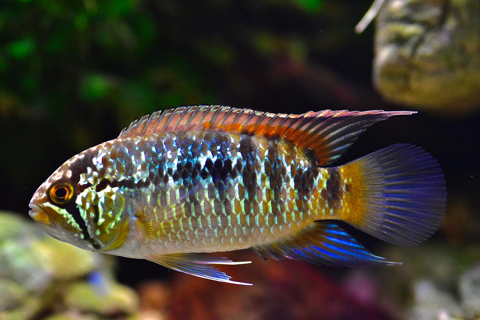 Ivanacara adoketa - Zebra Acara "Cuiari" F1