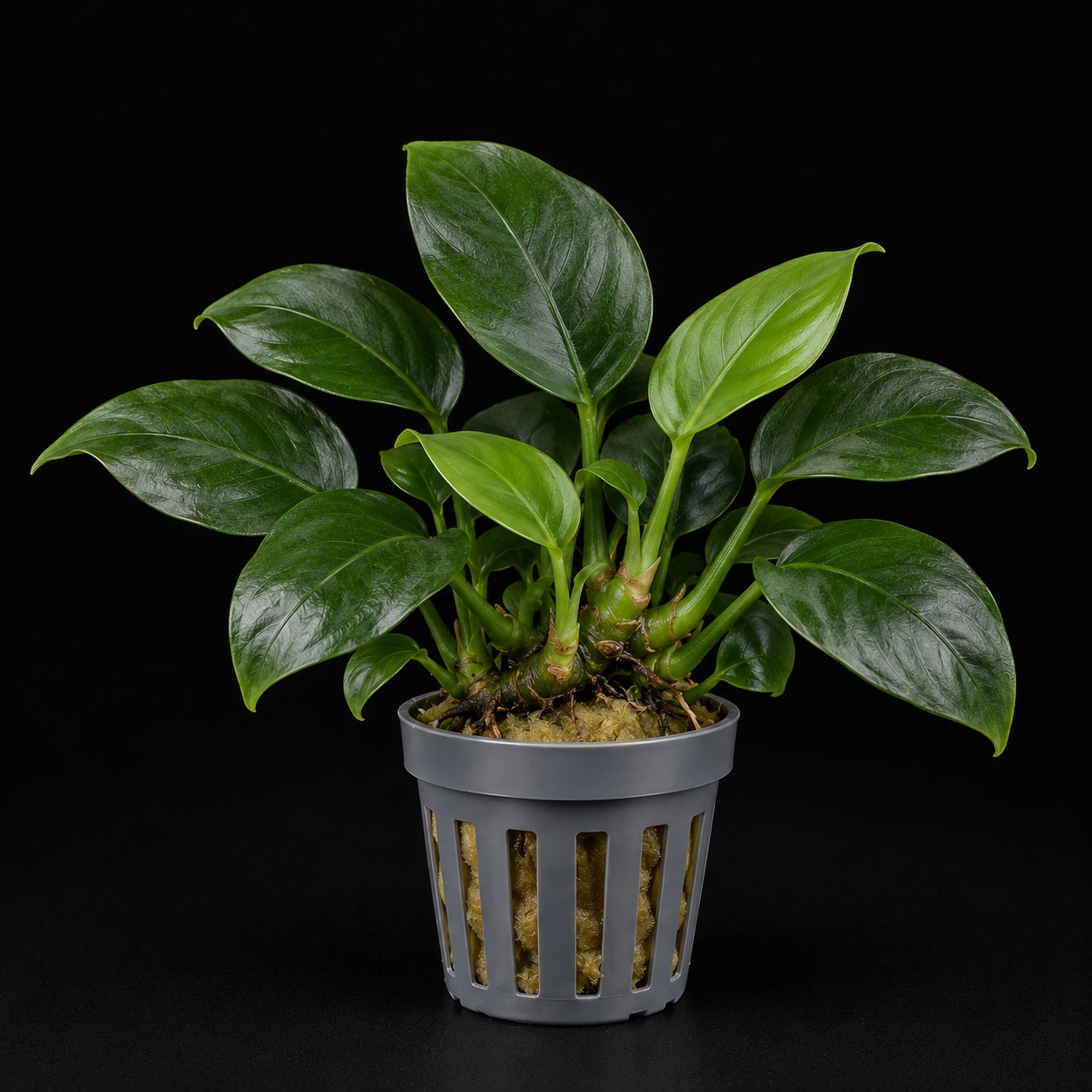 Anubias barteri var. nana