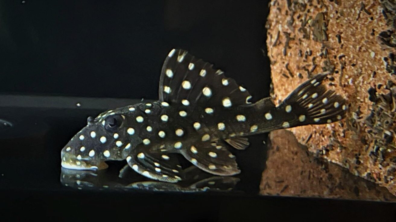 L142 Baryancistrus sp. - Schneeball Harnischwels 6-10cm
