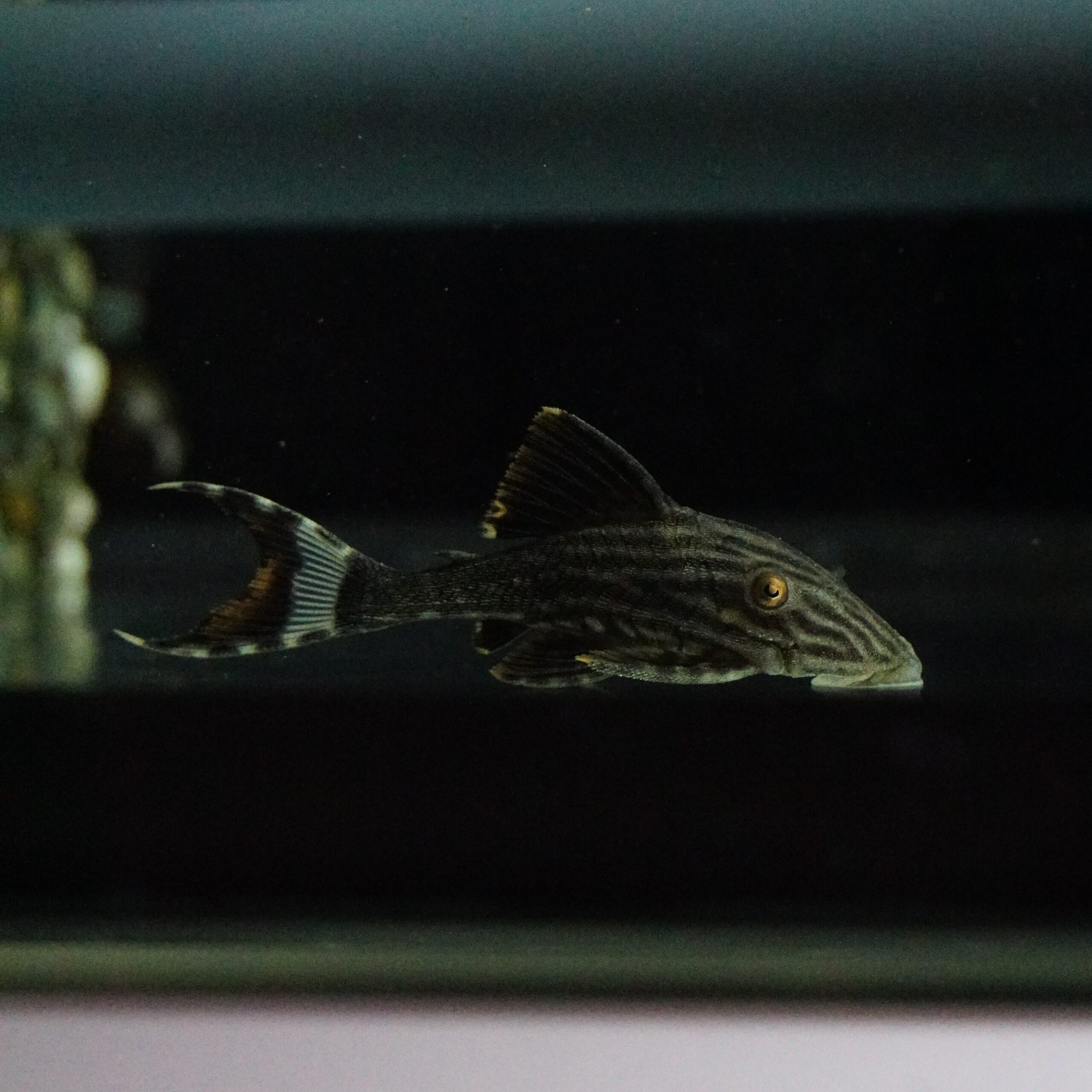 L190 Panaque Nigrolineatus - Royal Pleco 6-8cm
