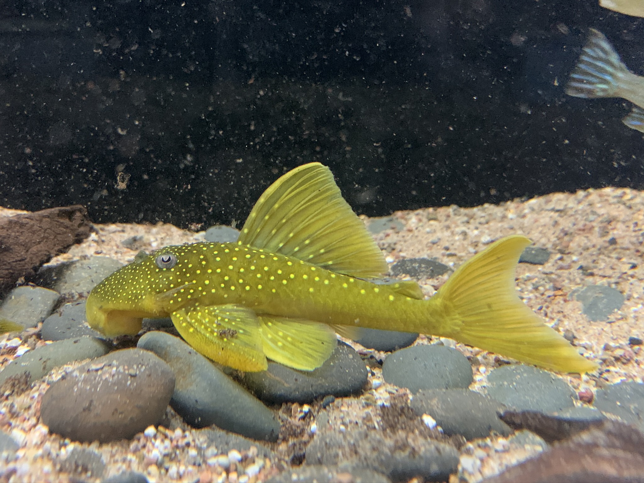 L200 LowFin Hemiancistrus subviridis - Gelber Phantomwels 7-10cm – Bild 3