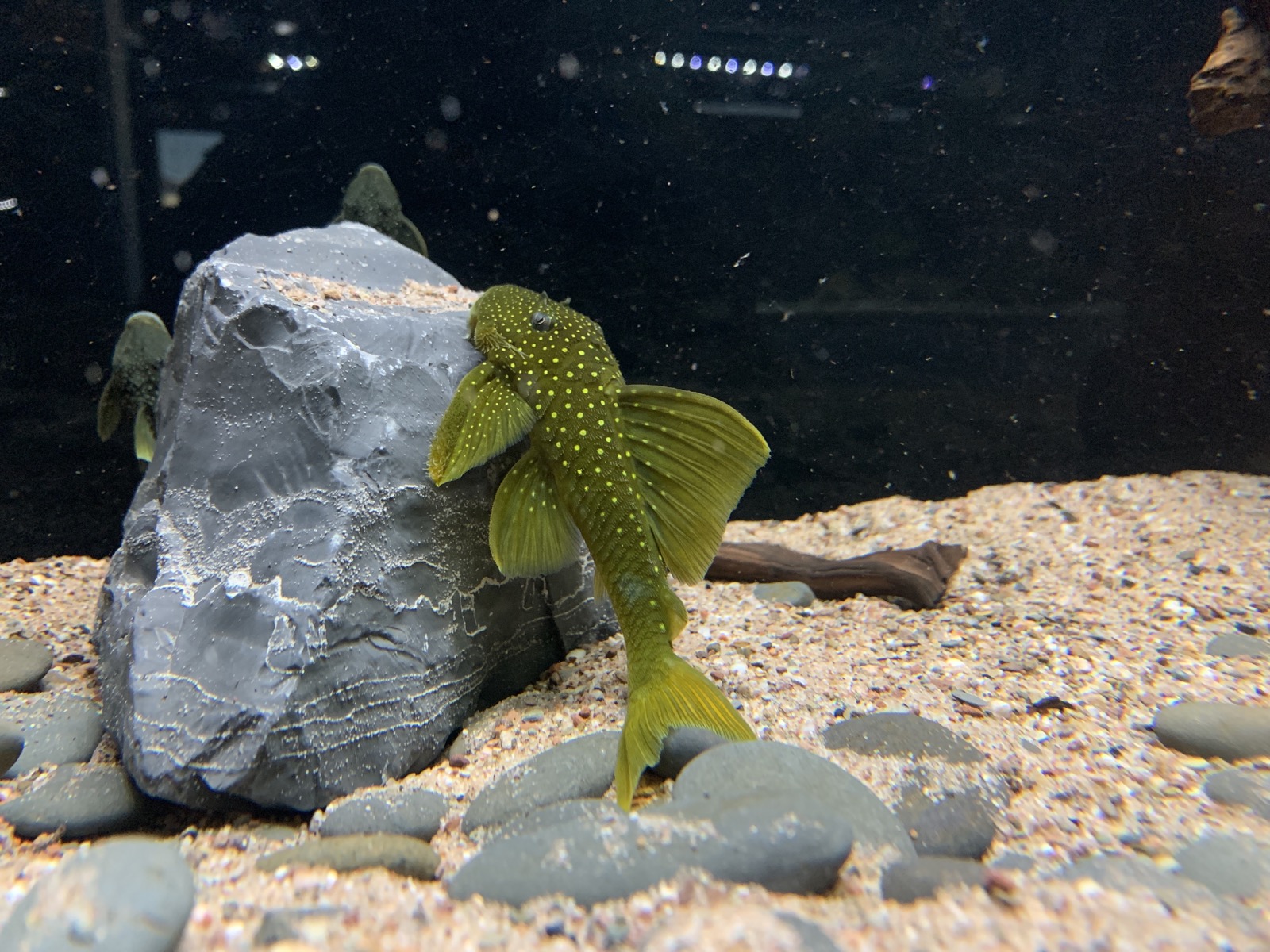 L200 LowFin Hemiancistrus subviridis - Gelber Phantomwels 7-10cm – Bild 2