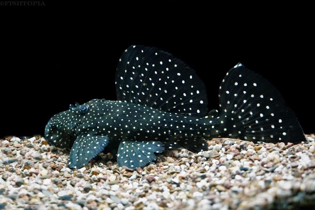 L240 Leporacanthicus - Segelflossen Rüsselzahnwels 4-6cm