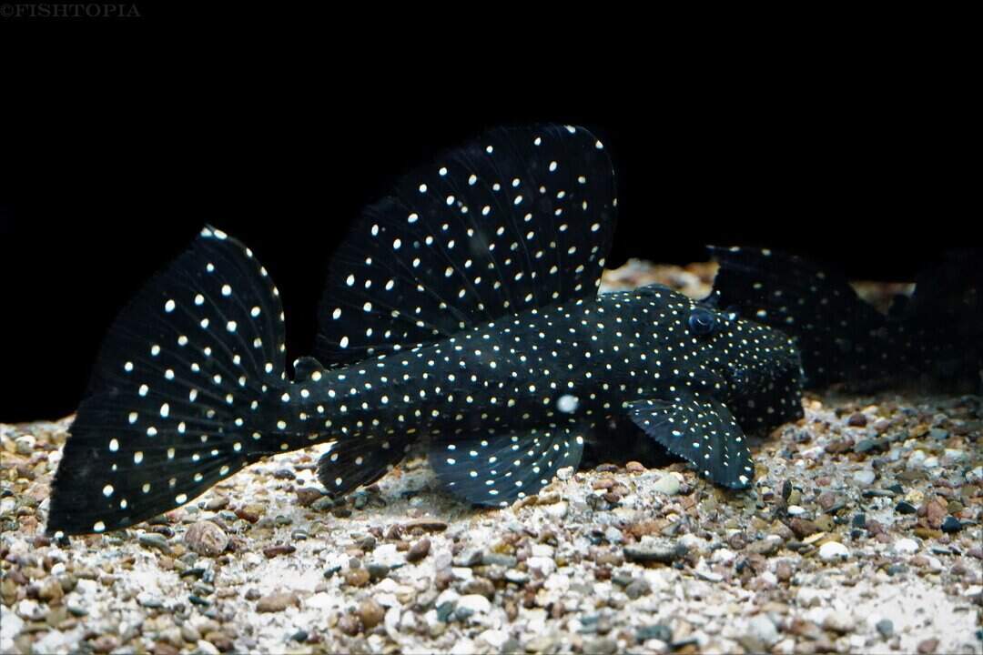 L240 Leporacanthicus - Segelflossen Rüsselzahnwels 4-6cm – Bild 2