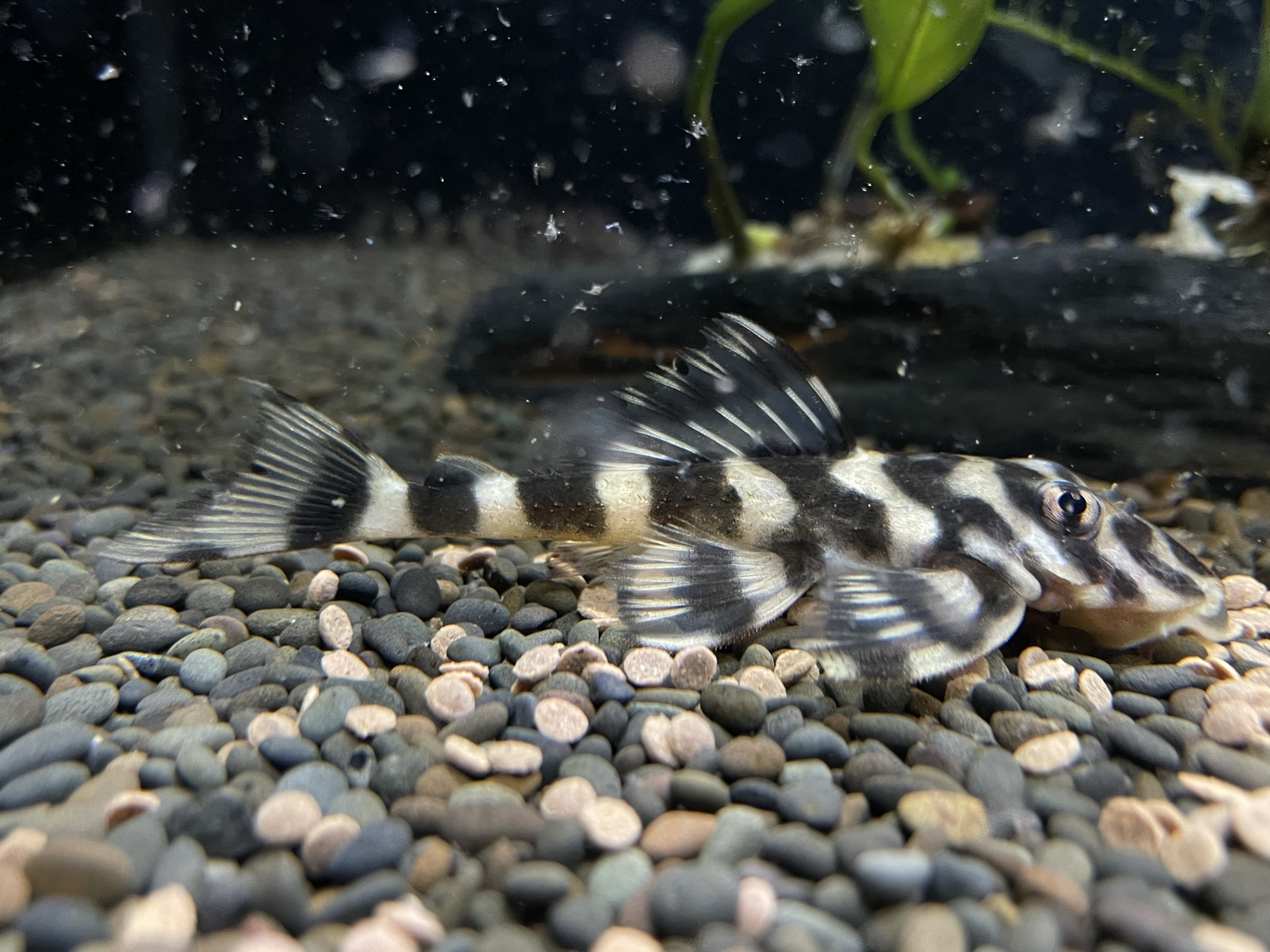 L52 Zonancistrus sp. - Atabapo Schmetterlings Harnischwels 6-10cm