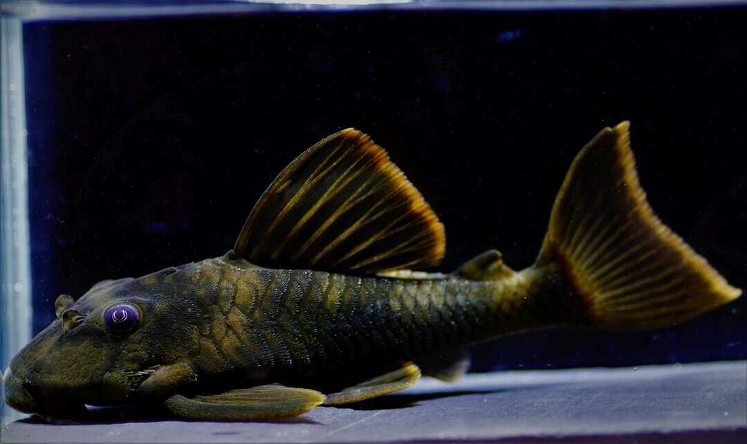 L76 Peckoltia sp. - Orangesaum Zwergschilderwels