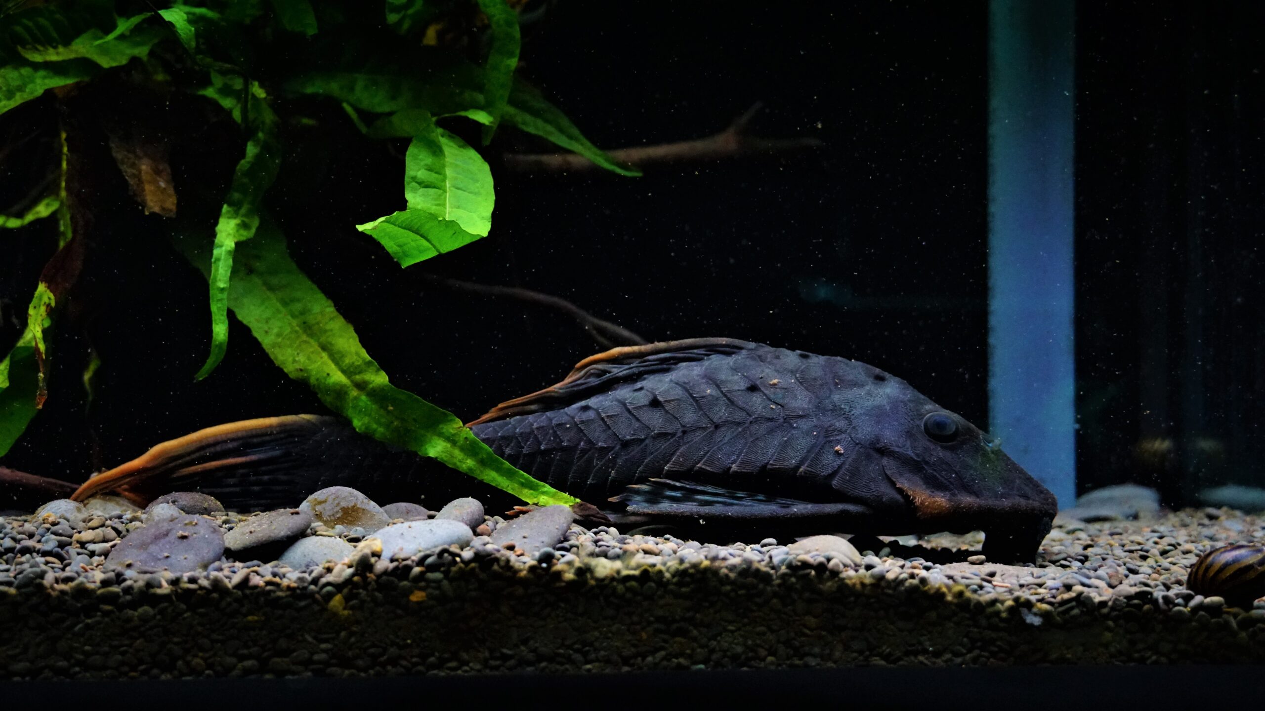 L95 Pseudorinelepis sp. - Tannenzapfenwels 20-25cm – Bild 3