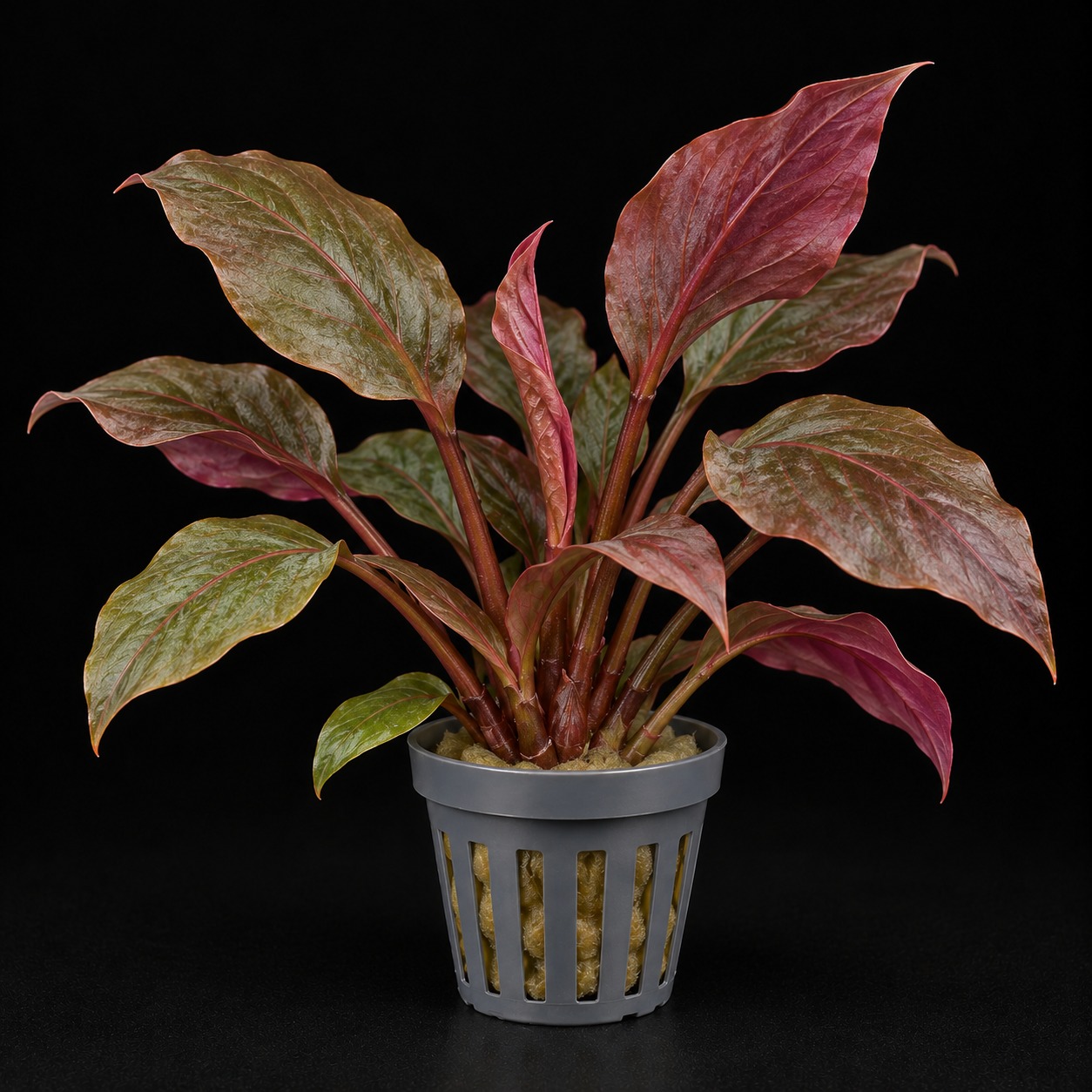 Lagenandra meeboldii 'Red'