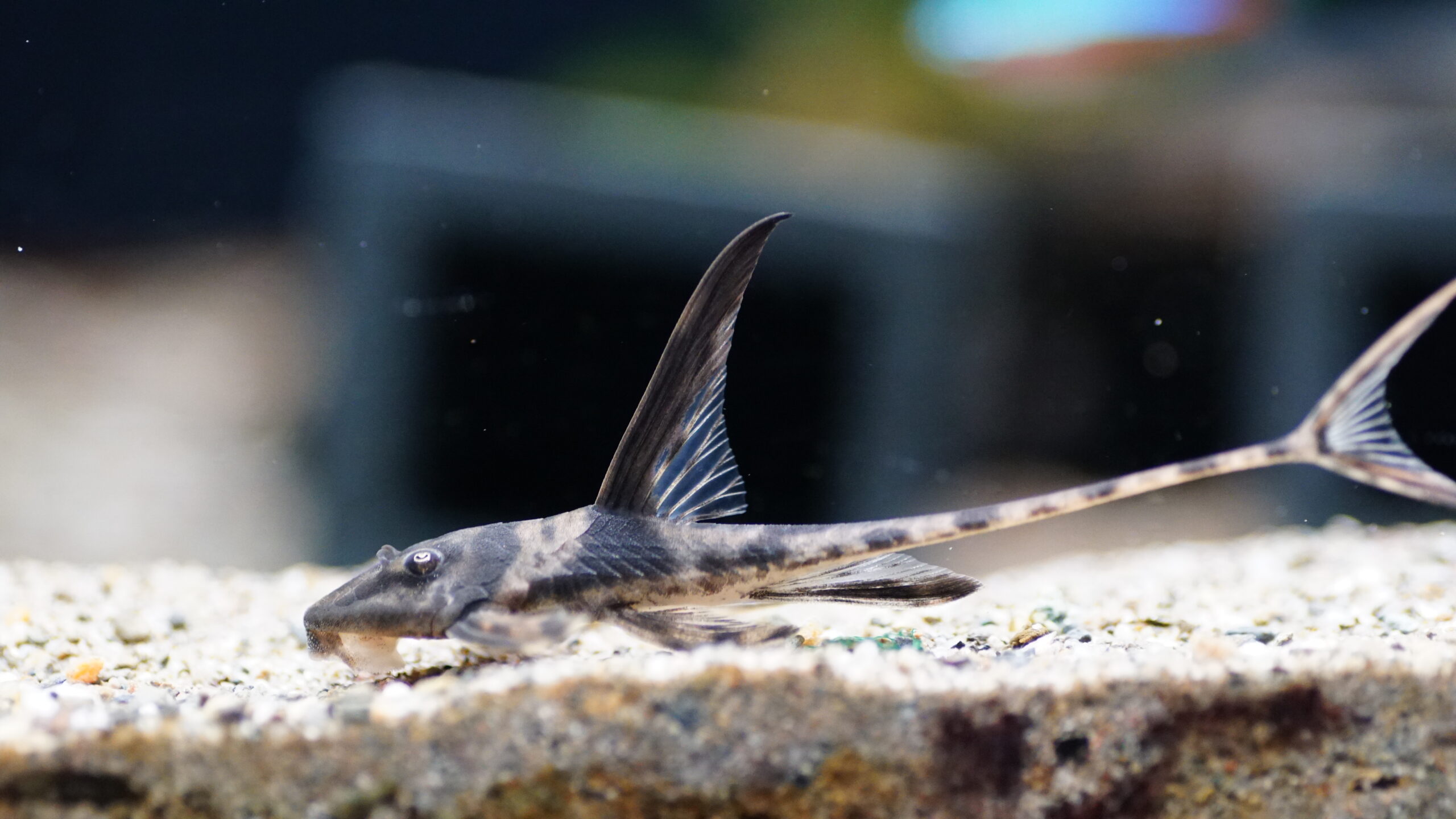 Lamontichthys Llanero - Harnischwels