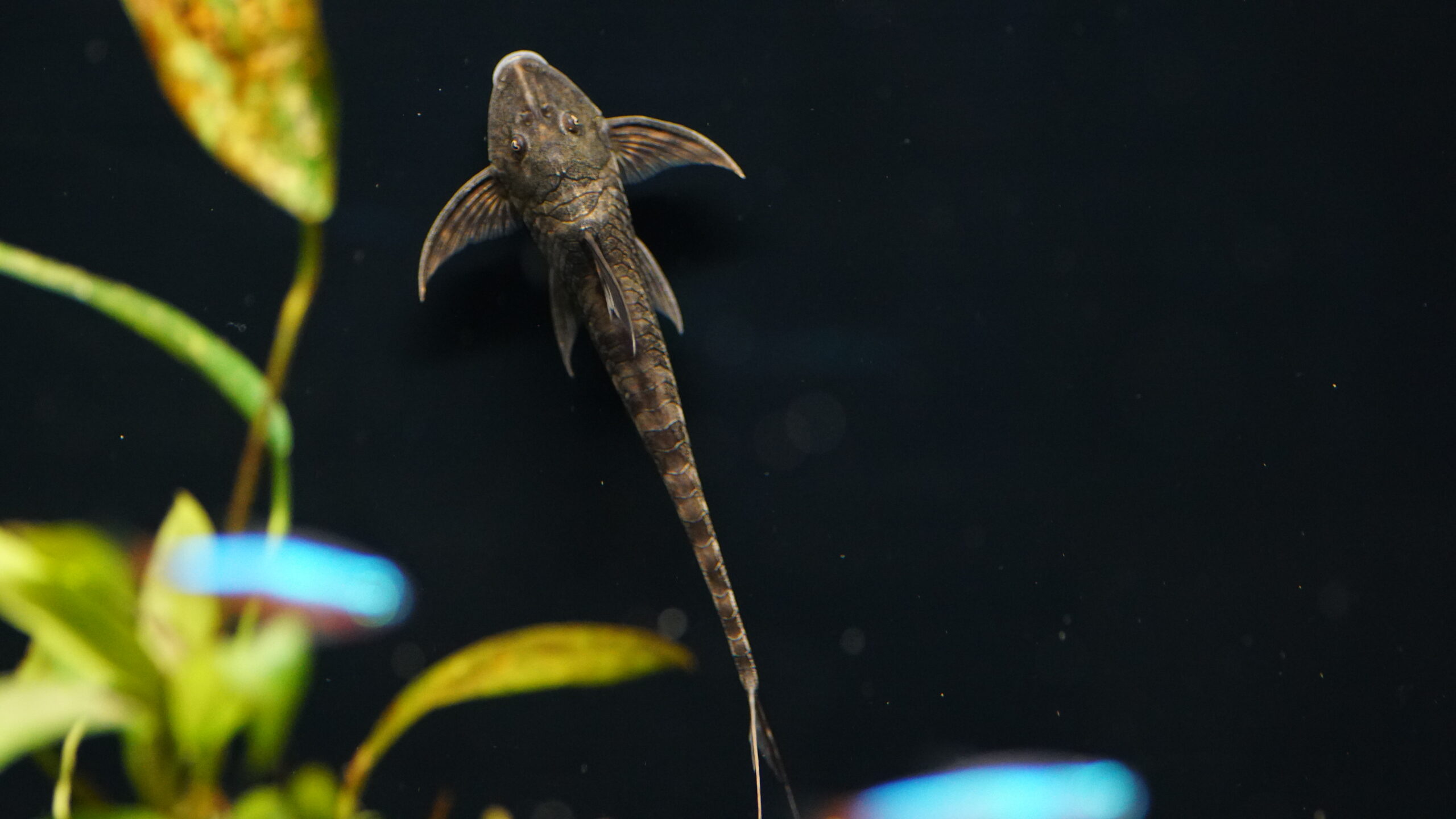 Lamontichthys Llanero - Harnischwels – Bild 3