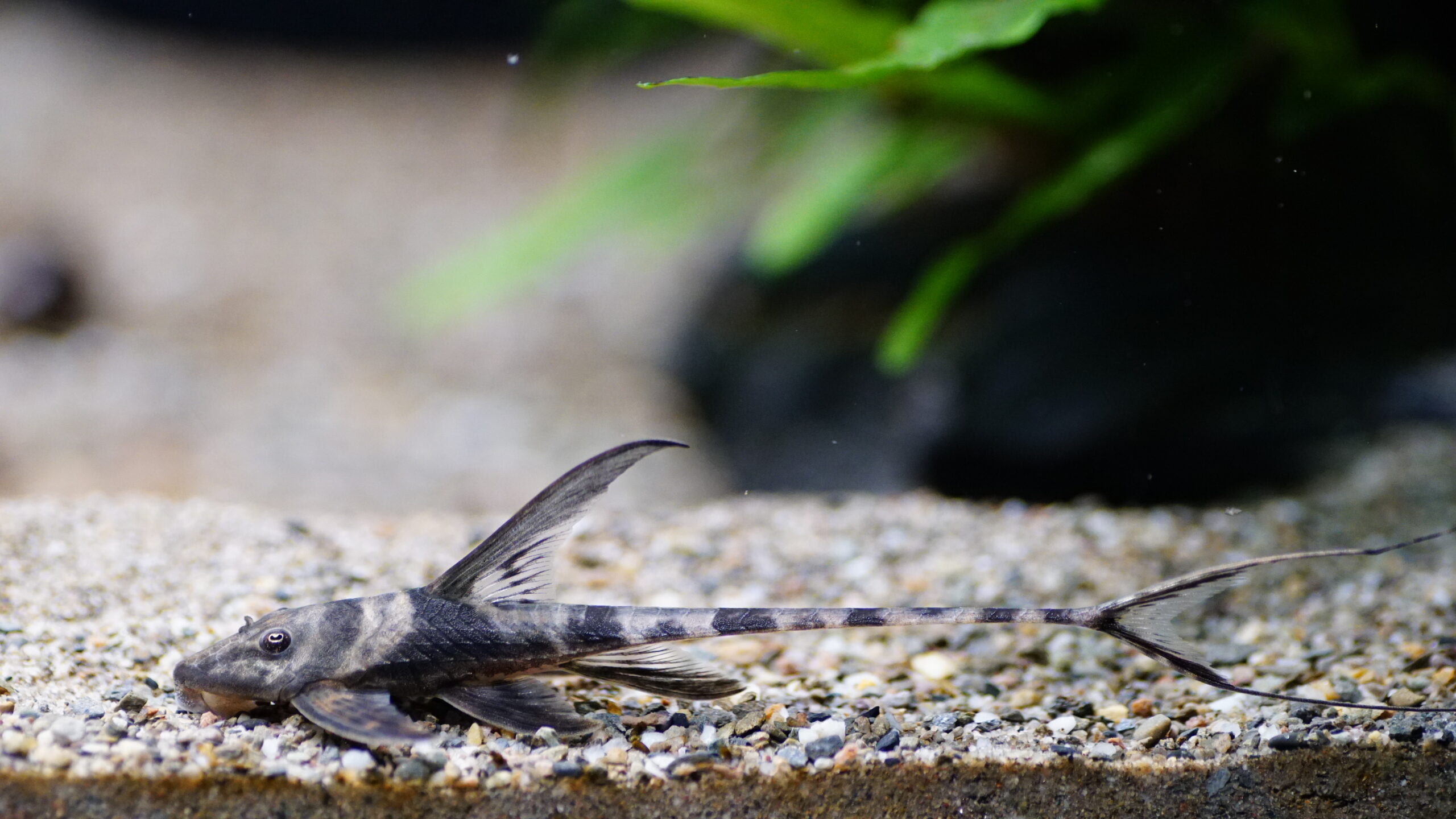 Lamontichthys Llanero - Harnischwels – Bild 2