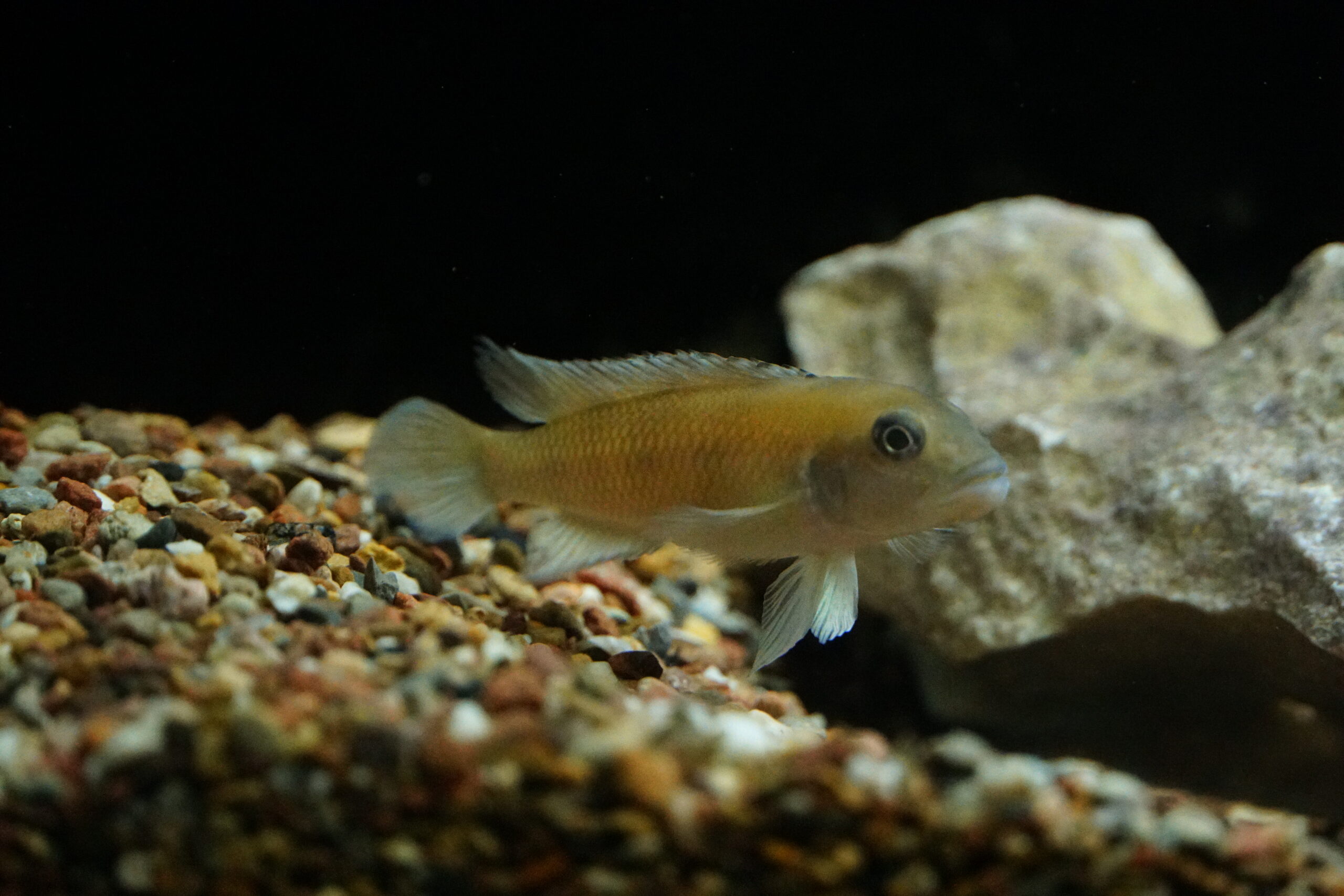 Lamprologus werneri - Werners Grundcichlide