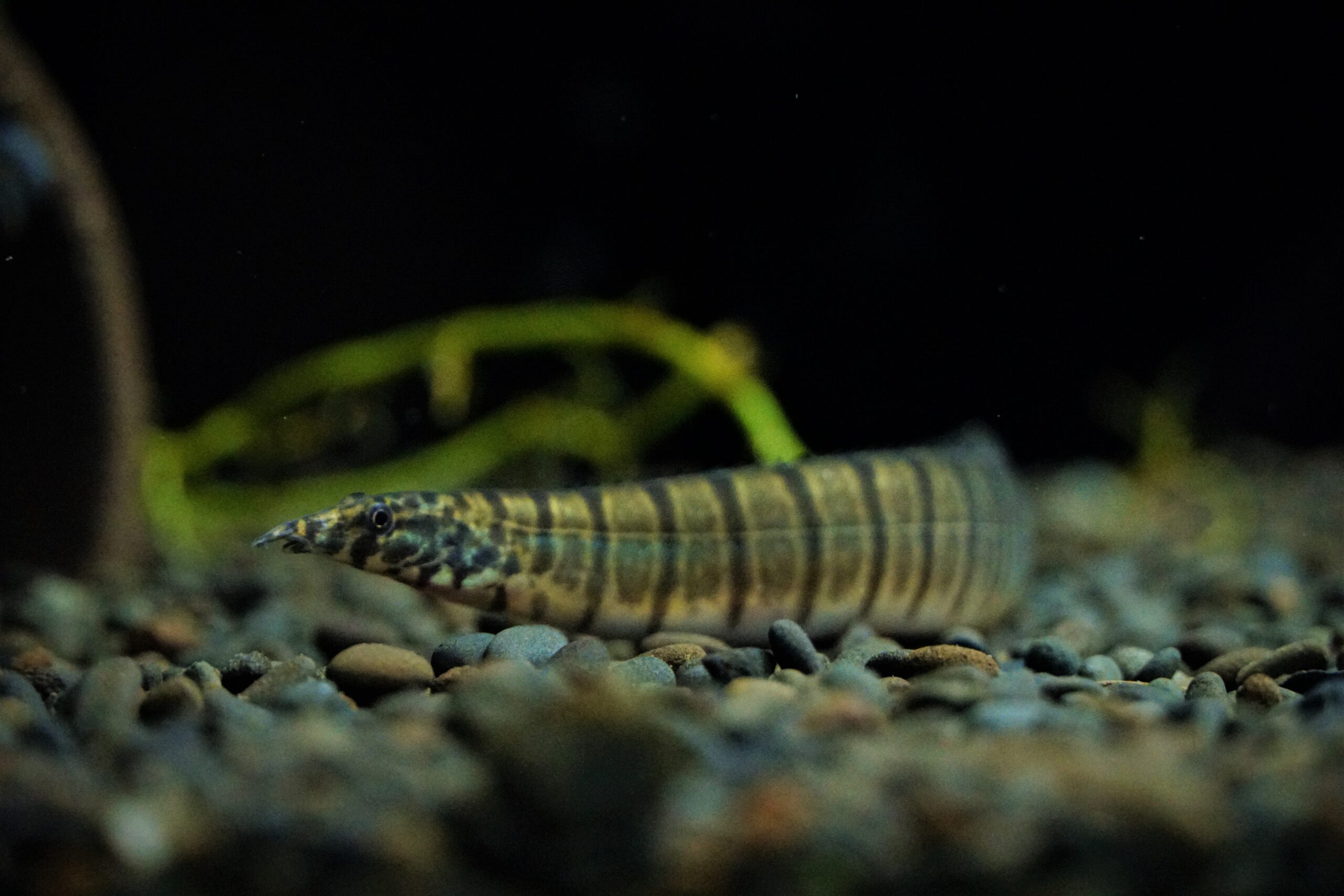 Macrognathus zebrinus - Zebra Stachelaal