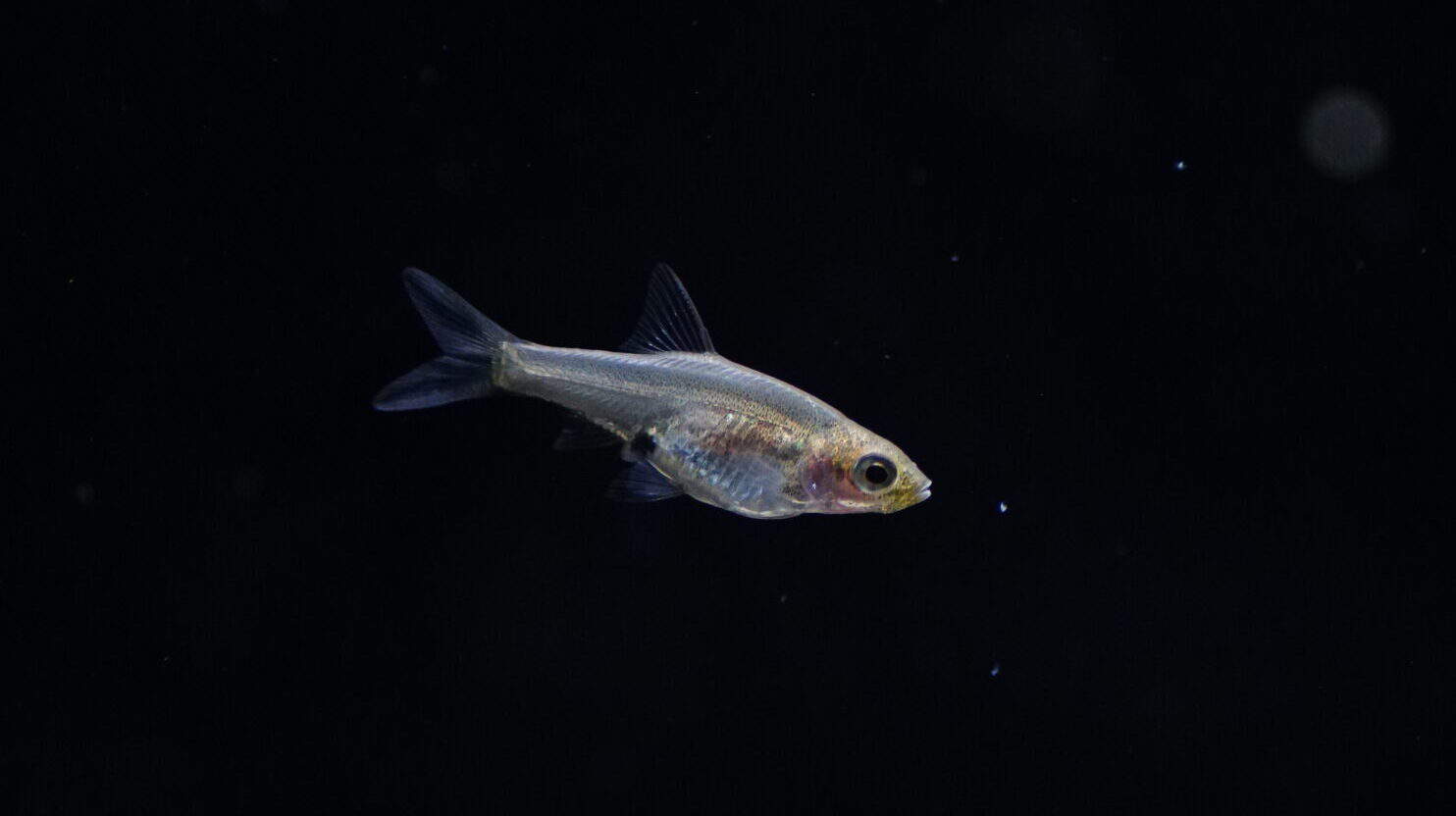Sawbwa Resplendens - Nacktlaube – Bild 2