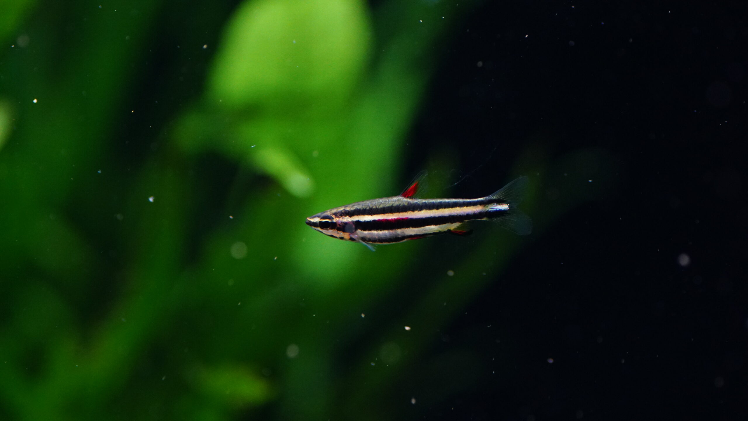 Nannostomus Marginatus - Zwergziersalmler – Bild 4