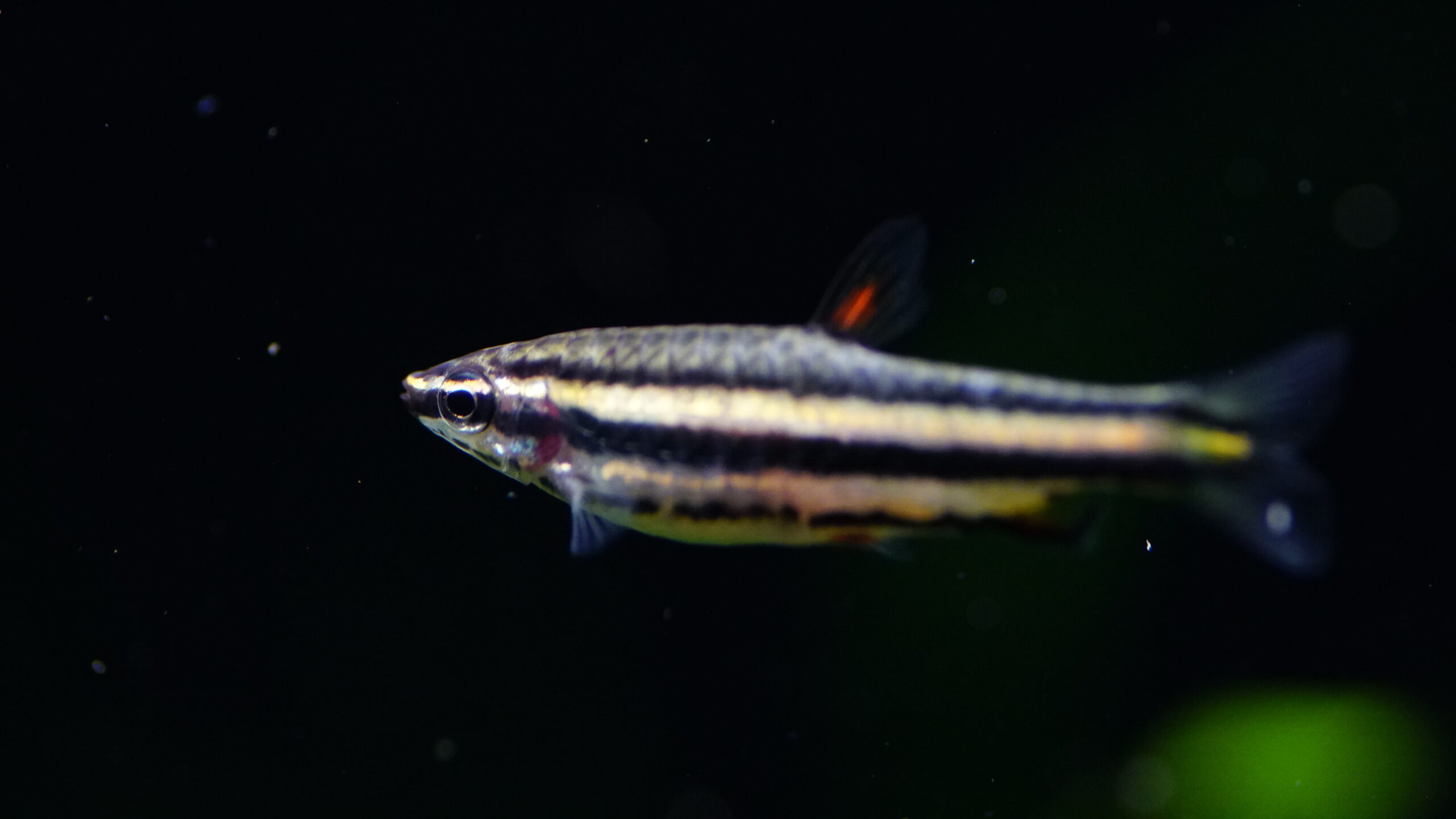 Nannostomus Marginatus - Zwergziersalmler