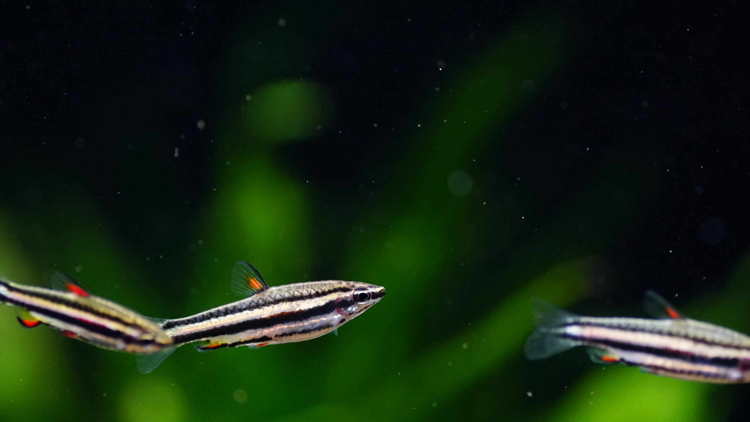 Nannostomus Marginatus - Zwergziersalmler – Bild 2