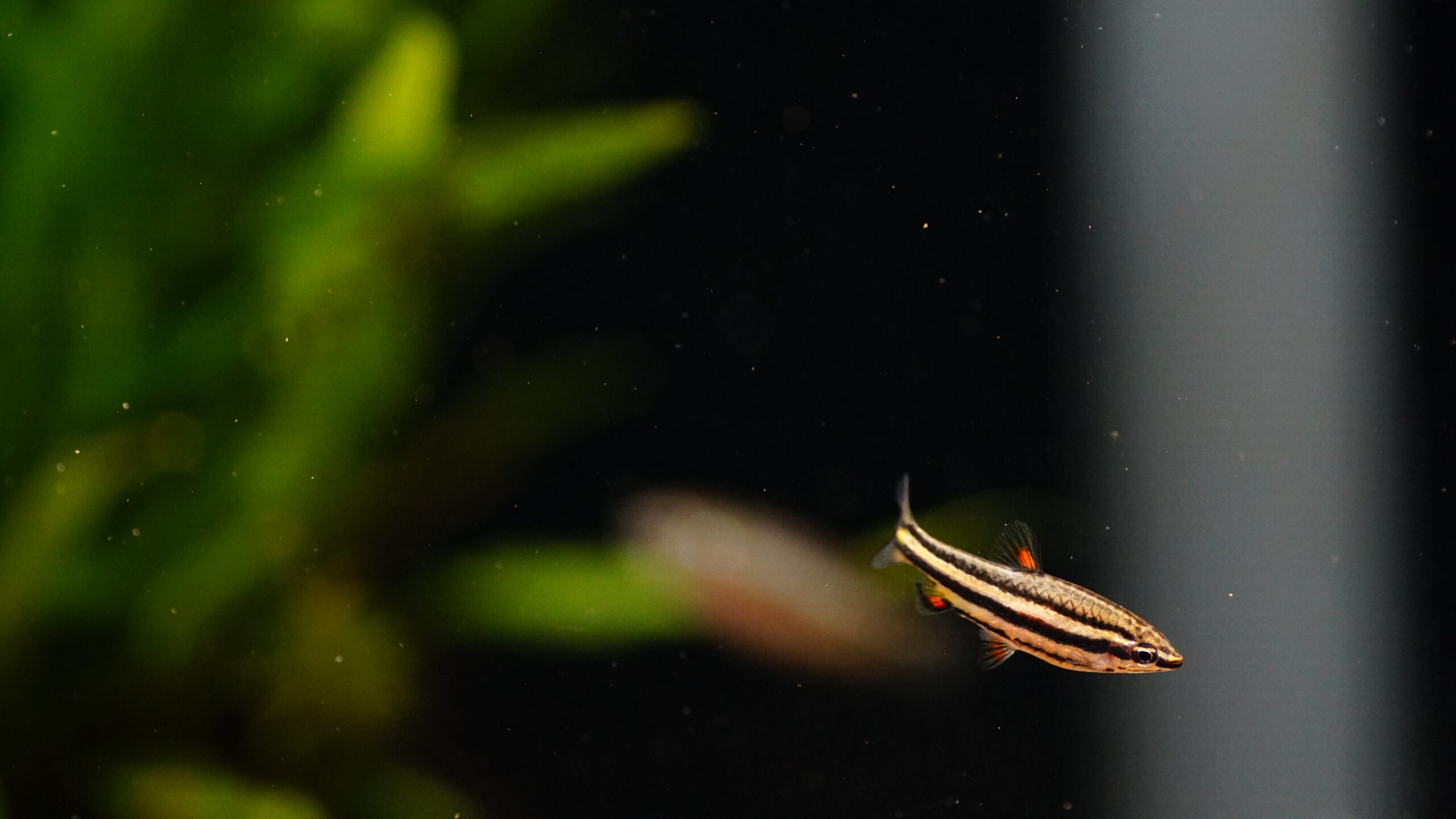 Nannostomus Marginatus - Zwergziersalmler – Bild 3