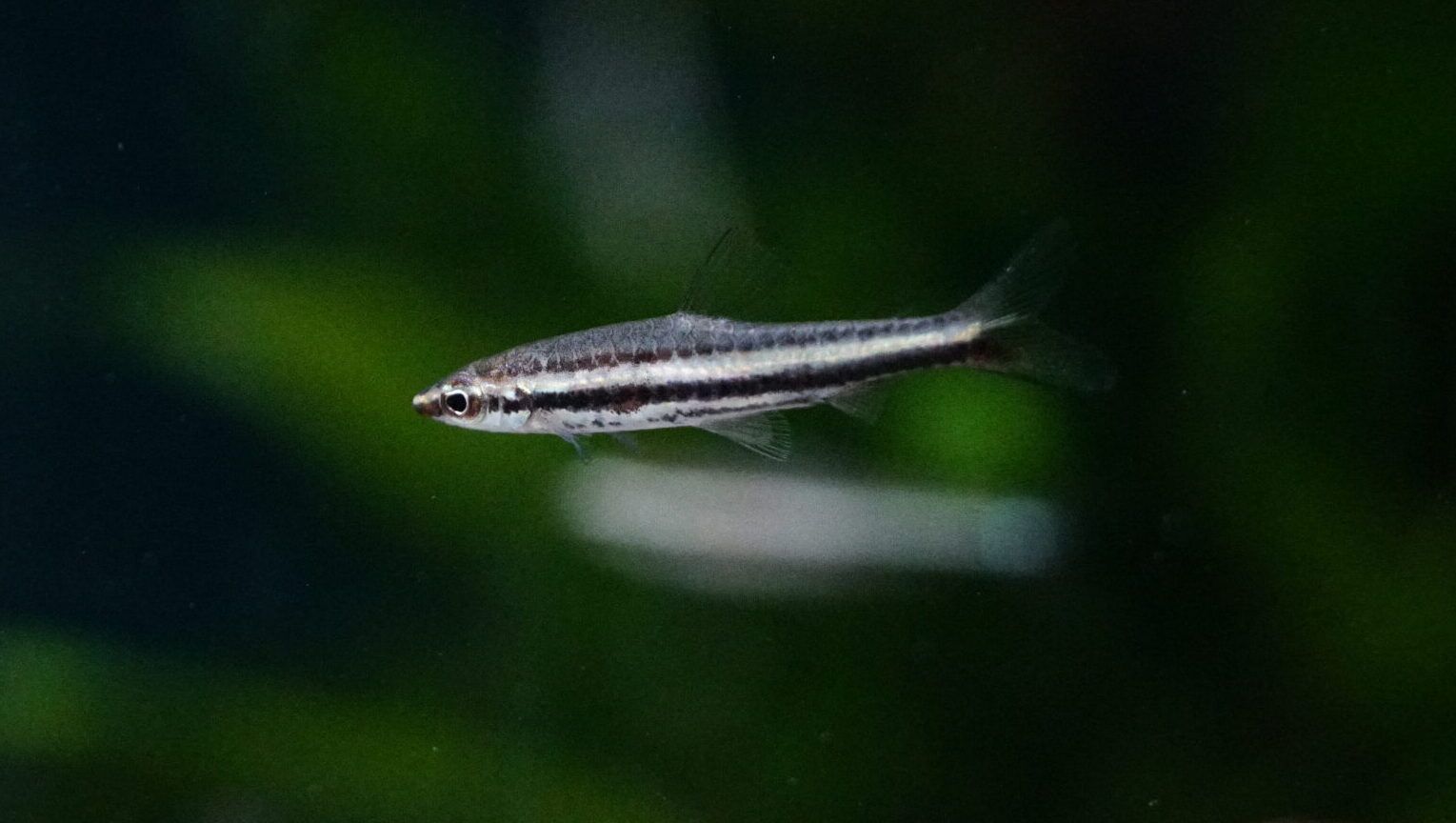 Nannostomus Marilynae - Marilyns Ziersalmler