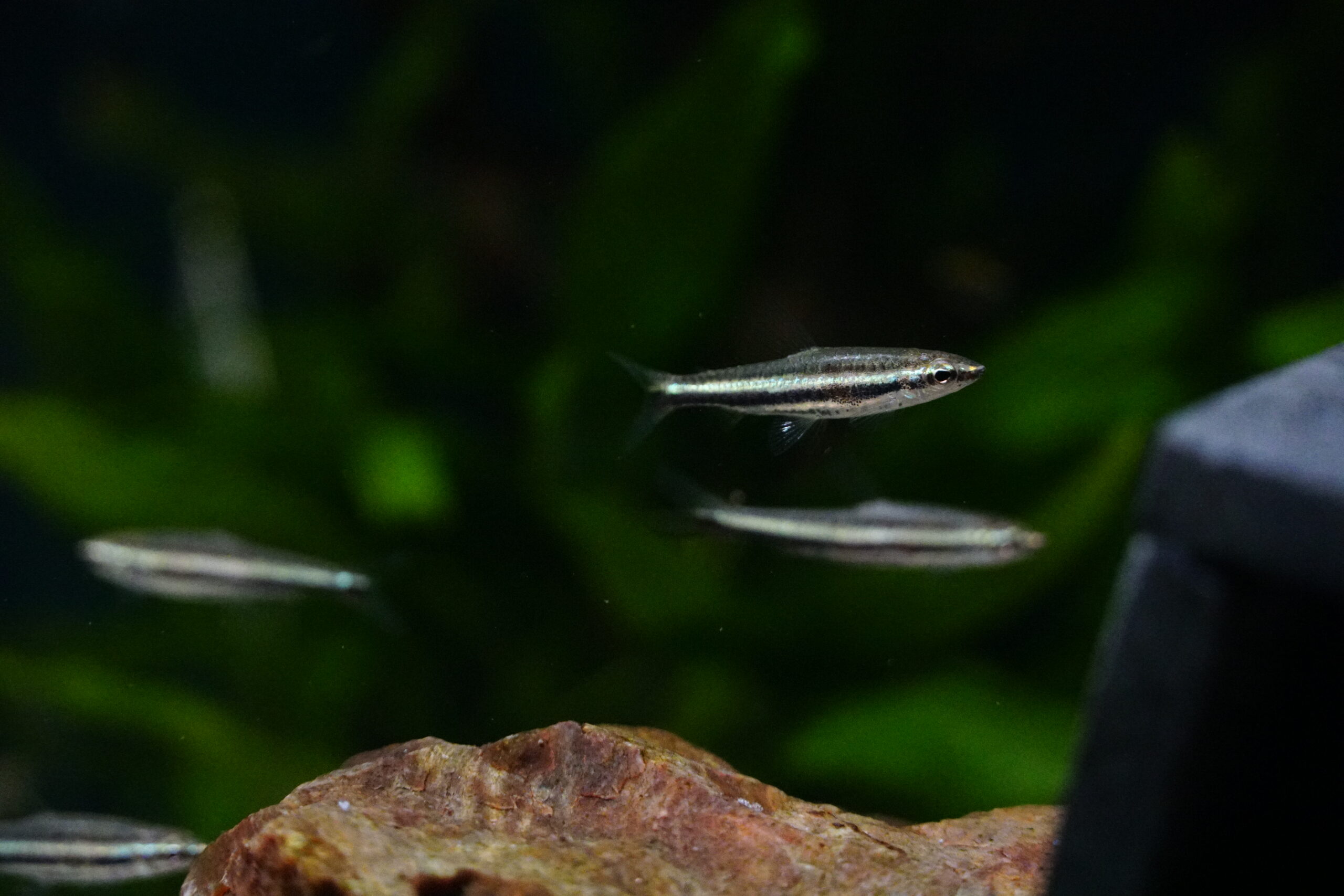 Nannostomus Marilynae - Marilyns Ziersalmler – Bild 2
