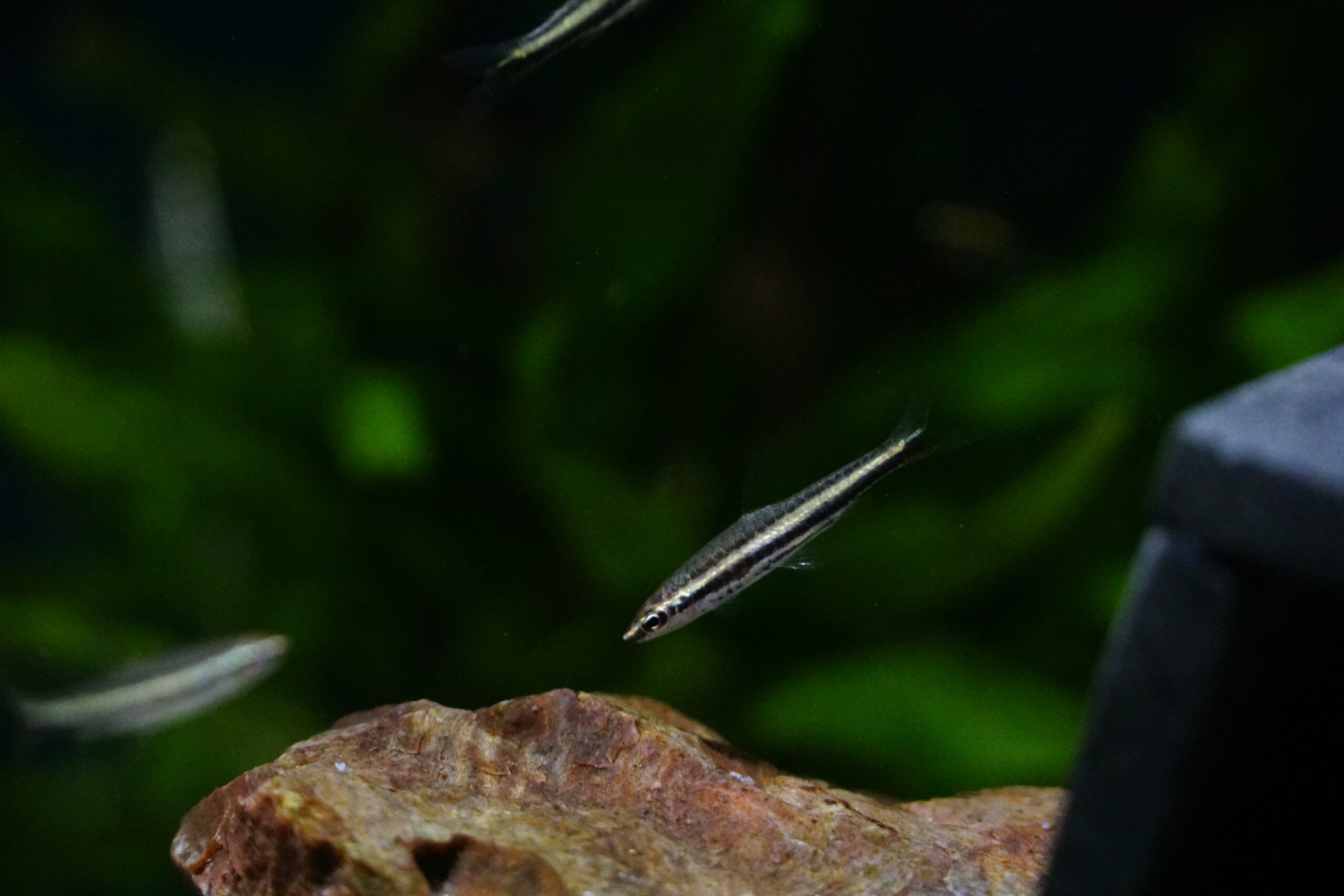 Nannostomus Marilynae - Marilyns Ziersalmler – Bild 3