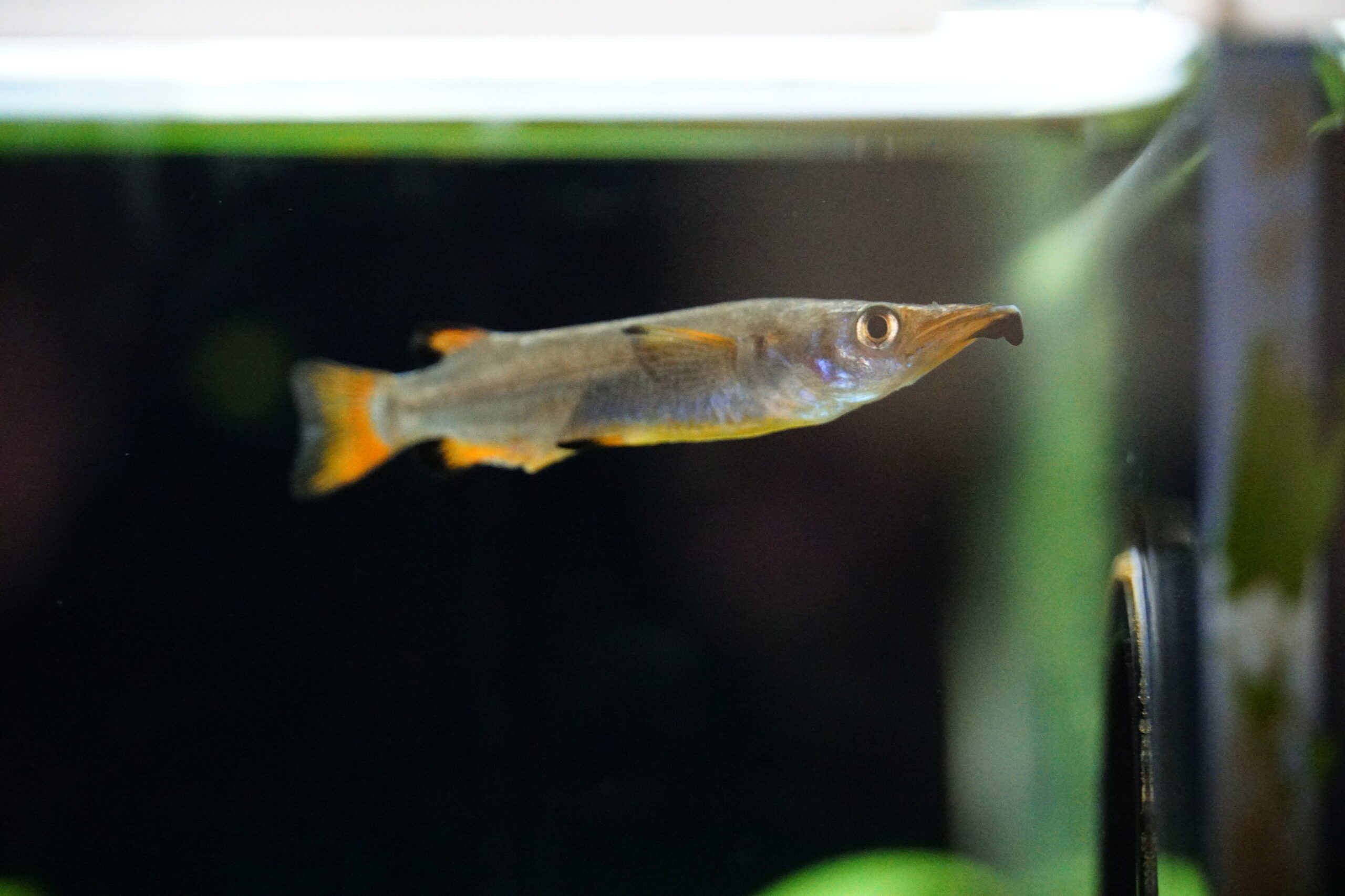 Nomorhamphus liemi - Celebes Halbschnäbler – Bild 2